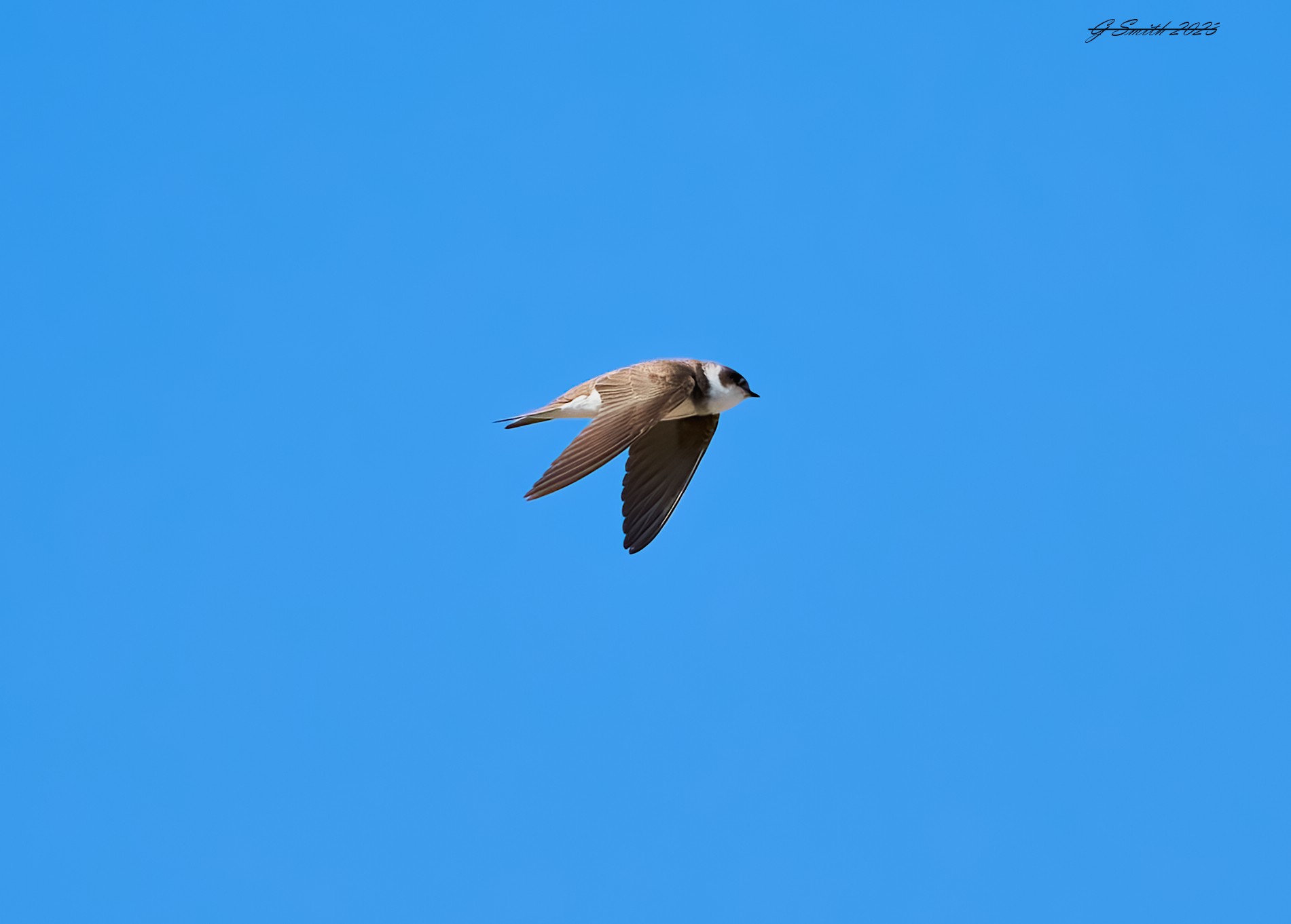 sand martin 2023 4.jpg