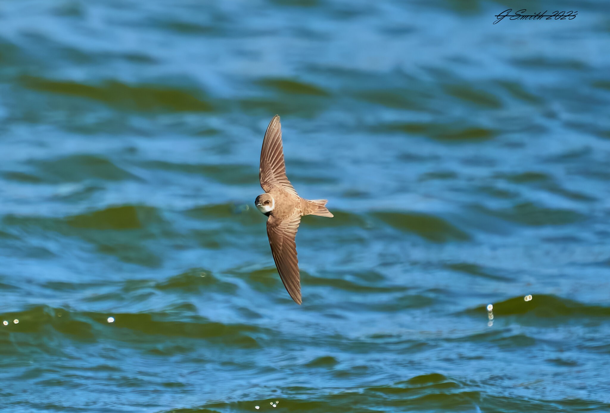 sand martin 2023 5.jpg