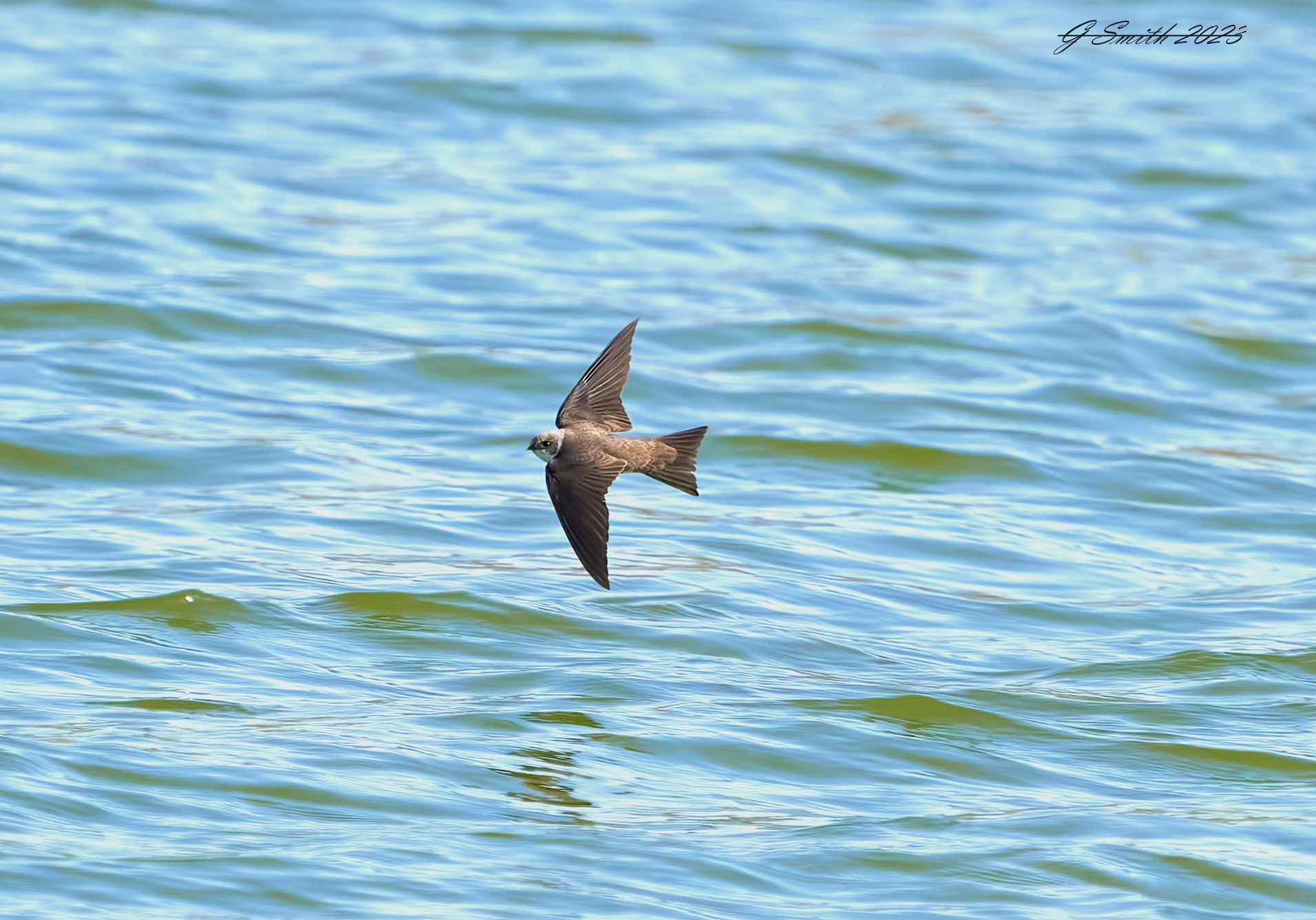 sand martin 2023.jpg