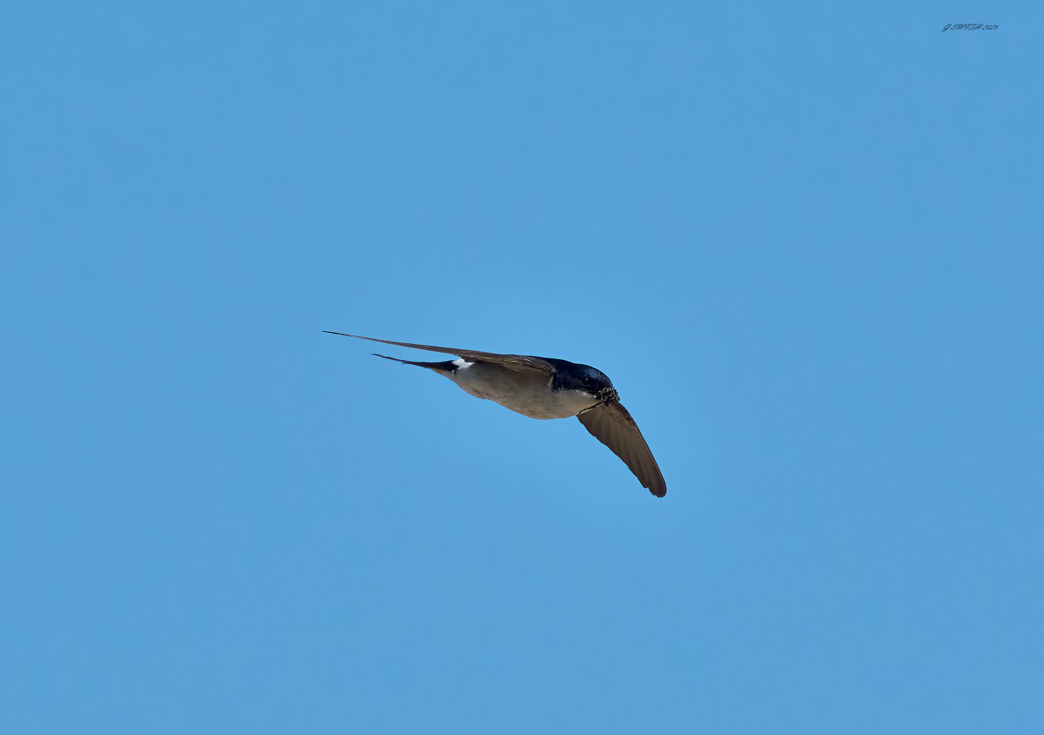 sand martin 2025_1.jpg