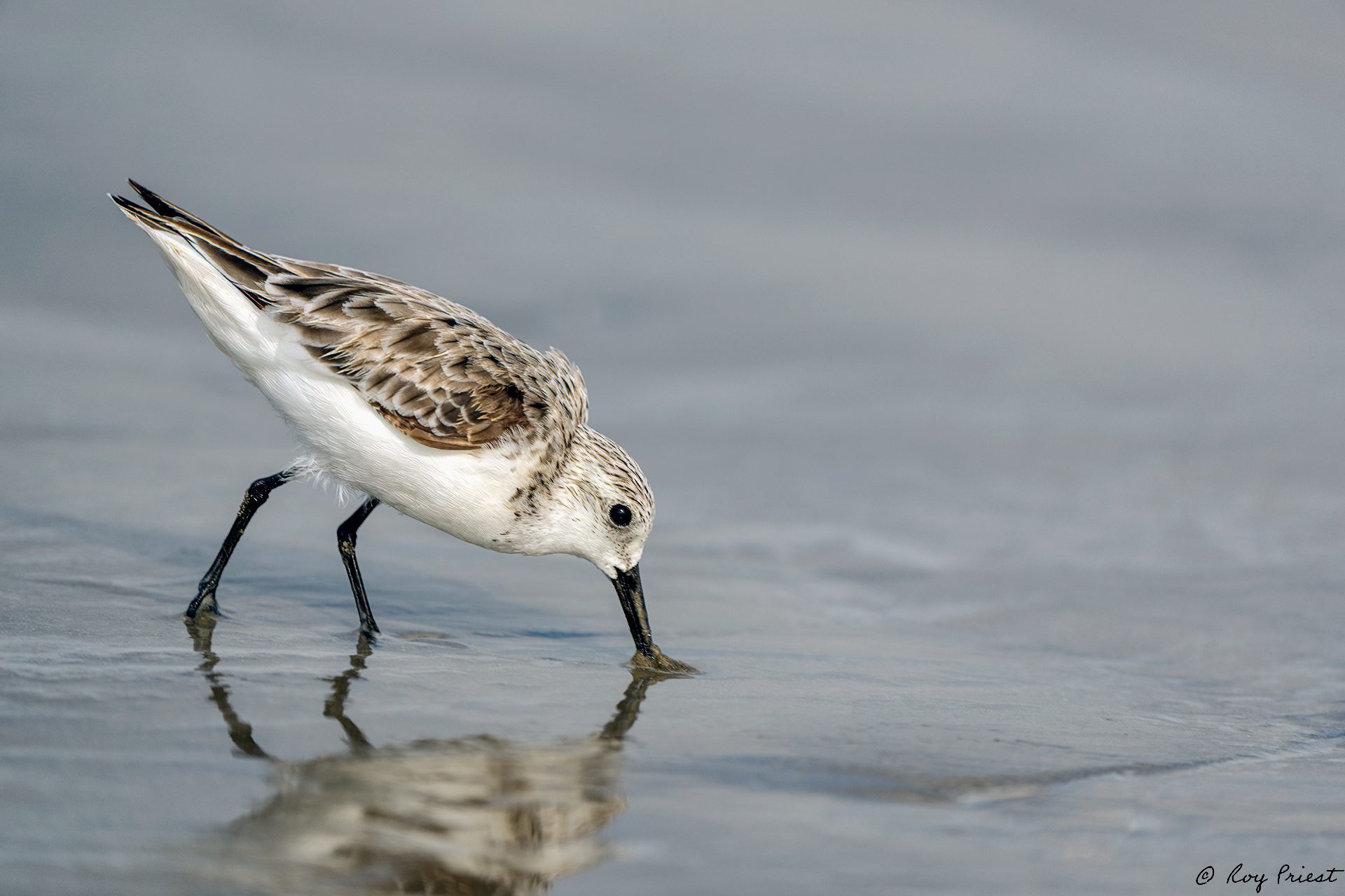 Sanderling-A1_ROY-9618.jpg