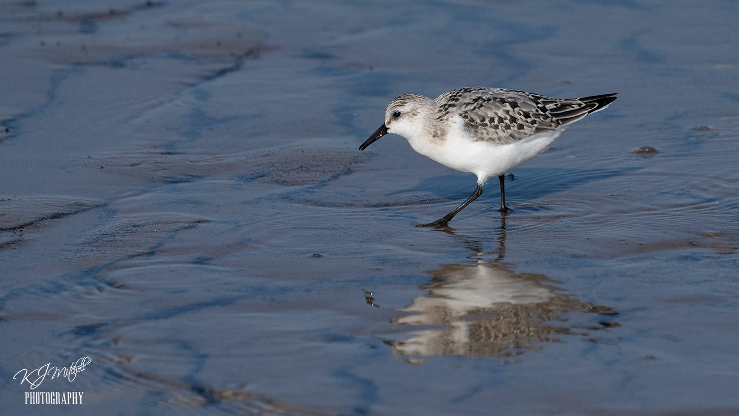 Sanderling