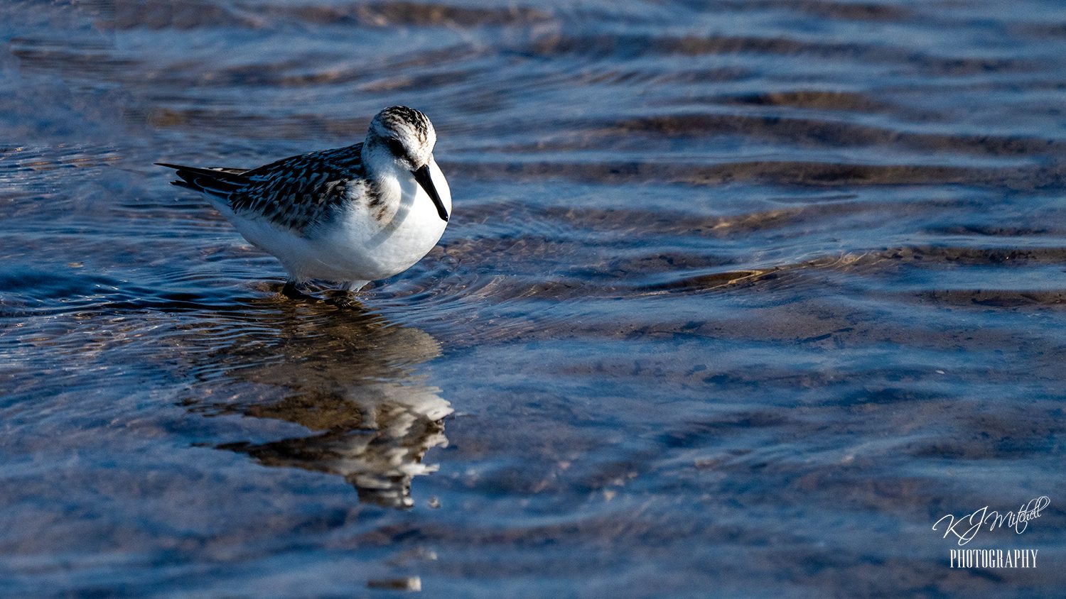 Sanderling