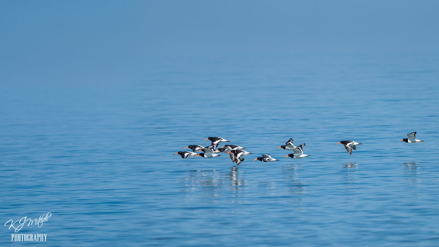 Sanderlings