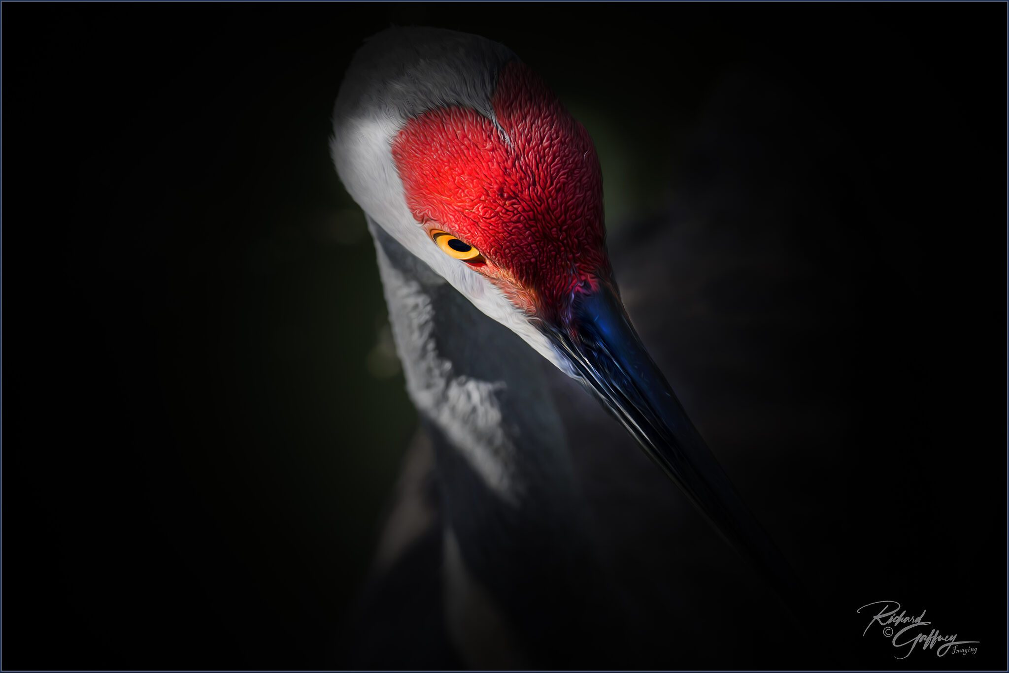 Sandhill crane 1.jpg