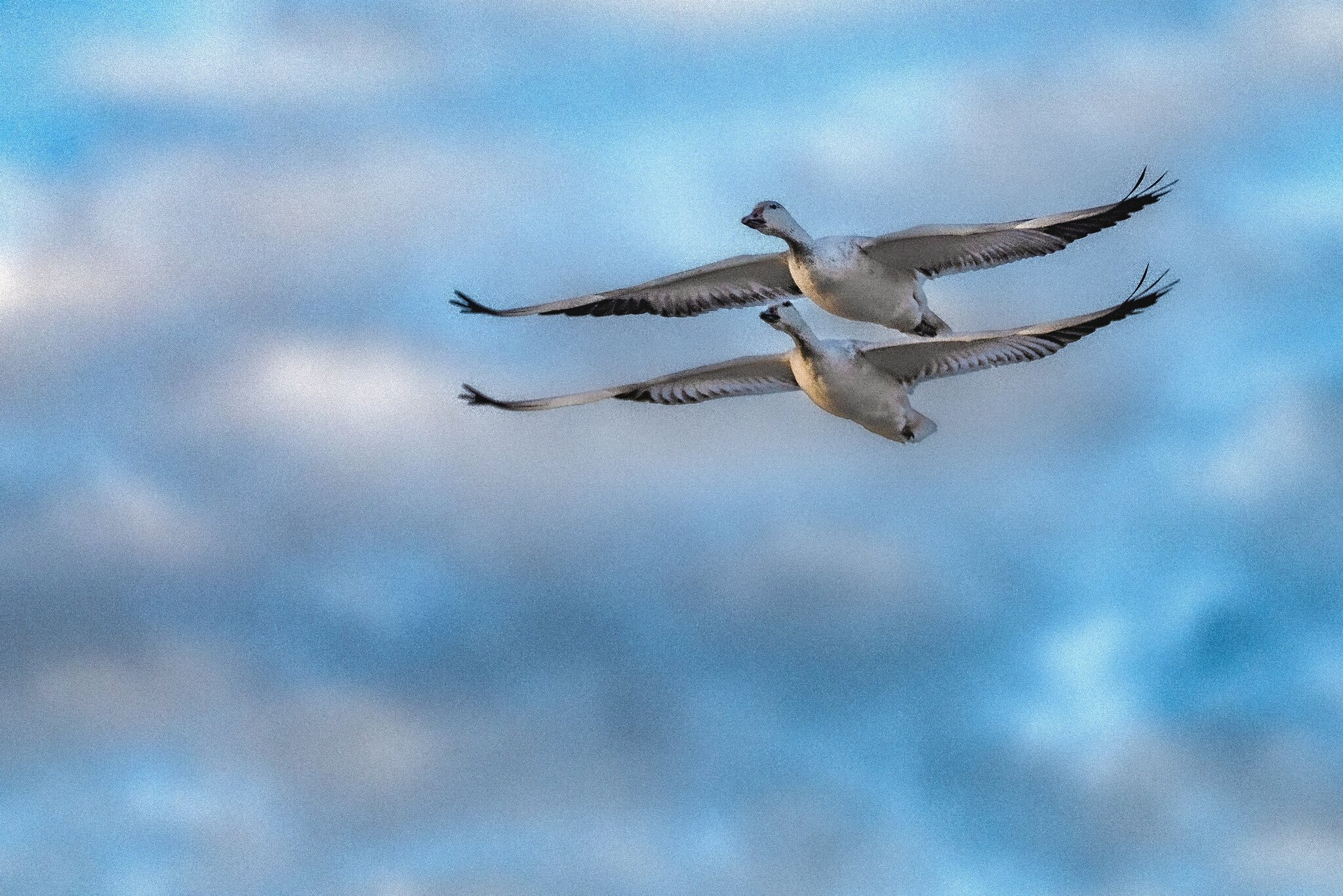 Sandhill Crane Couple at Bosque del Apache NWR-2.jpeg