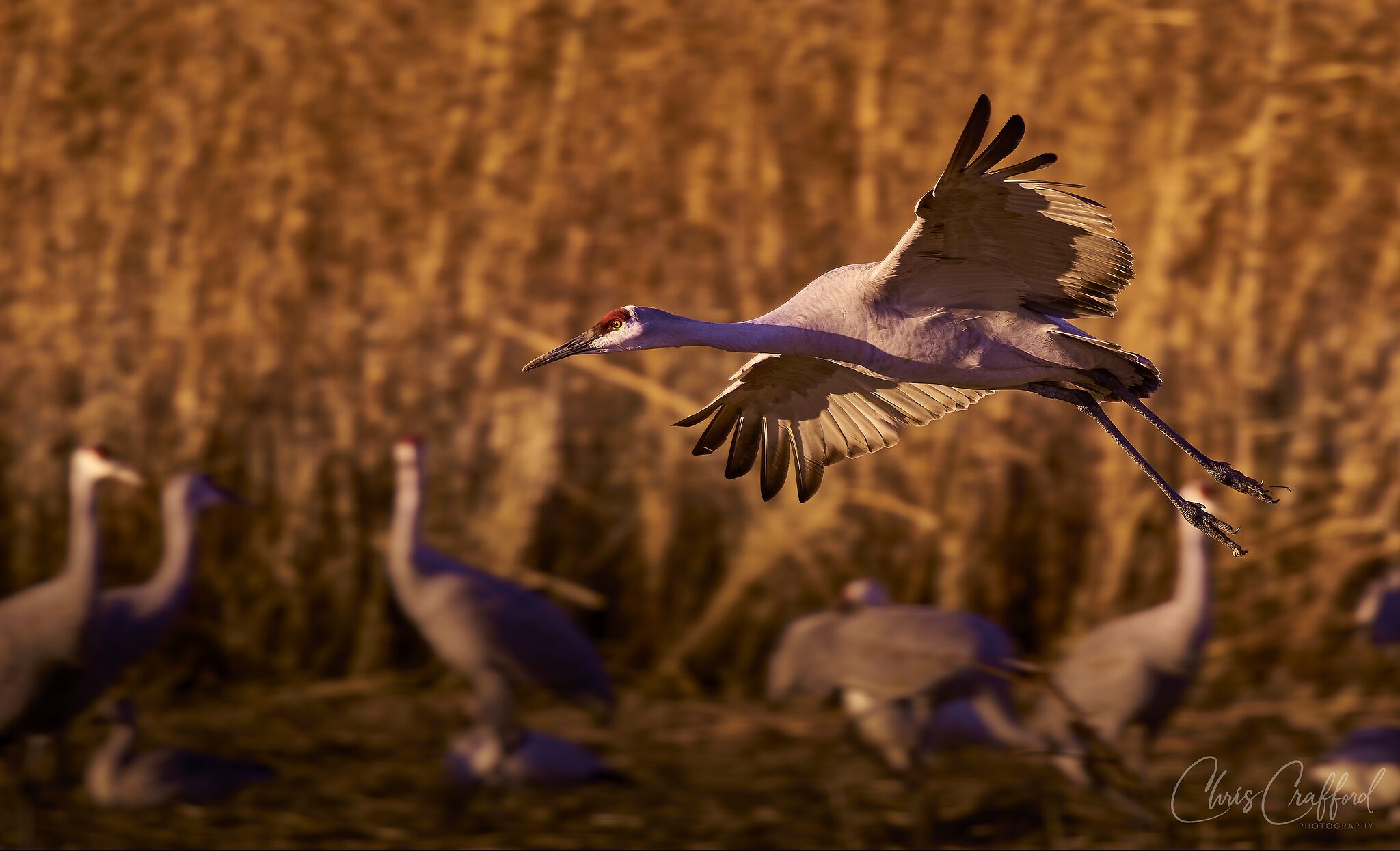 Sandhill Crane just after take off