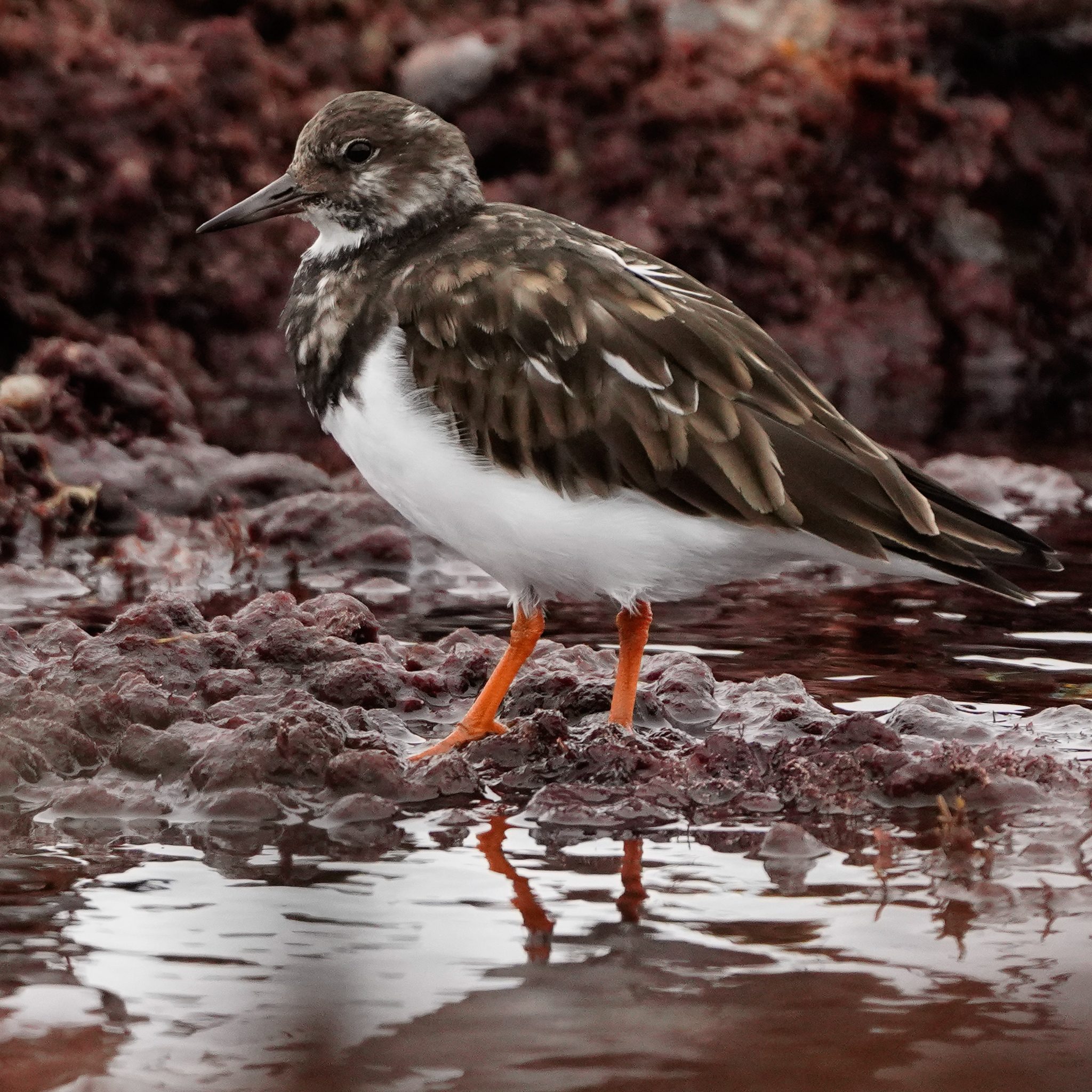 Sandpiper_DSC1291.jpg