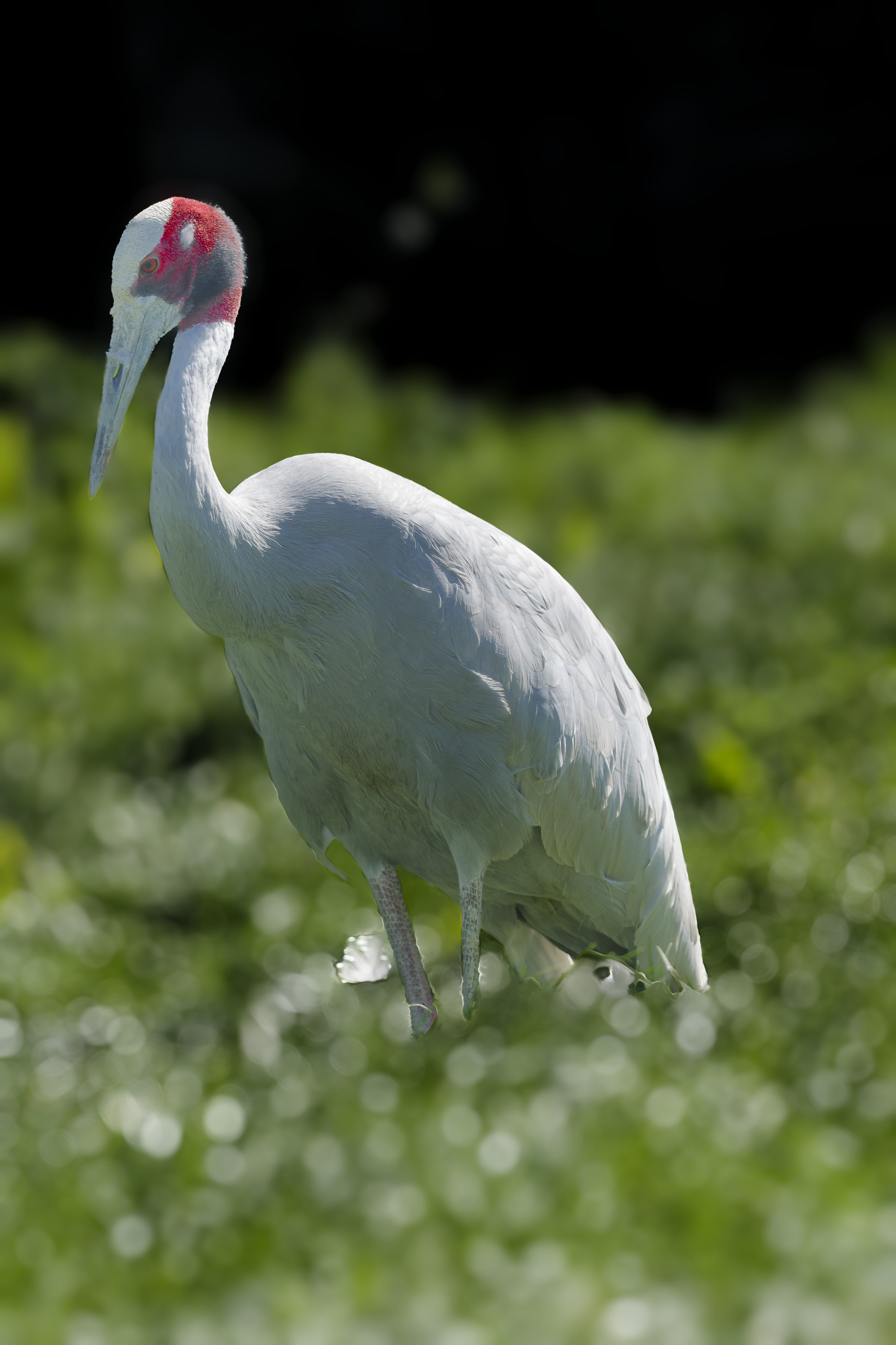 Sarus Crane