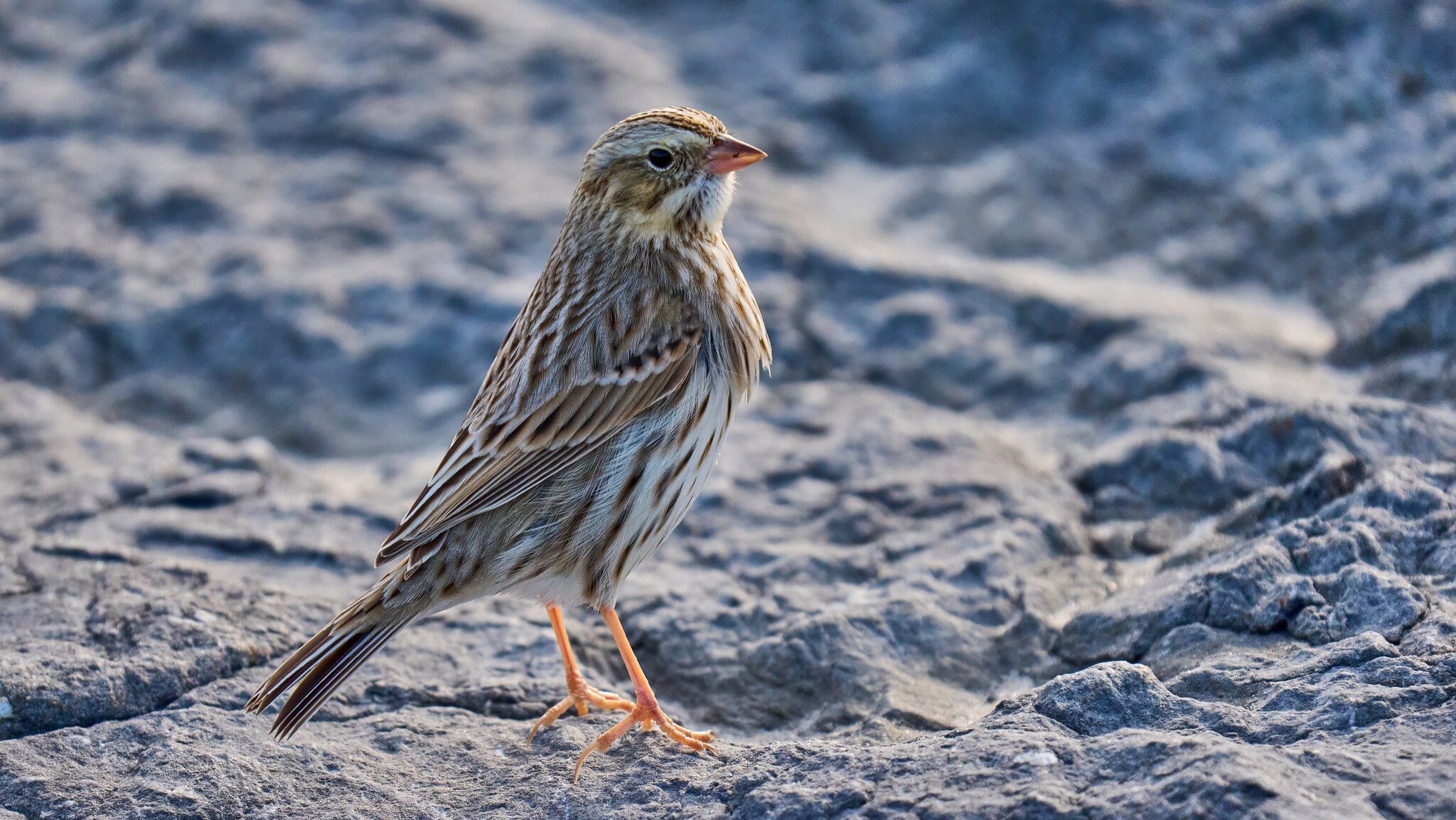 Savannah Sparrow Ipswich - Barnegat Lighthouse - 12312025 - 01 - DN.jpg