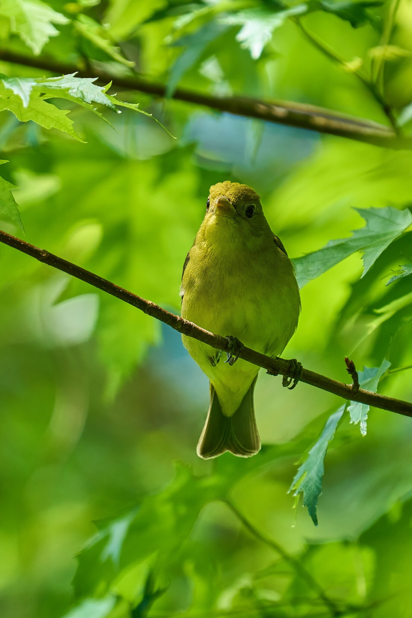 Scarlet Tanager - BCSP TB - 05112024 - 01- DN-2.jpg