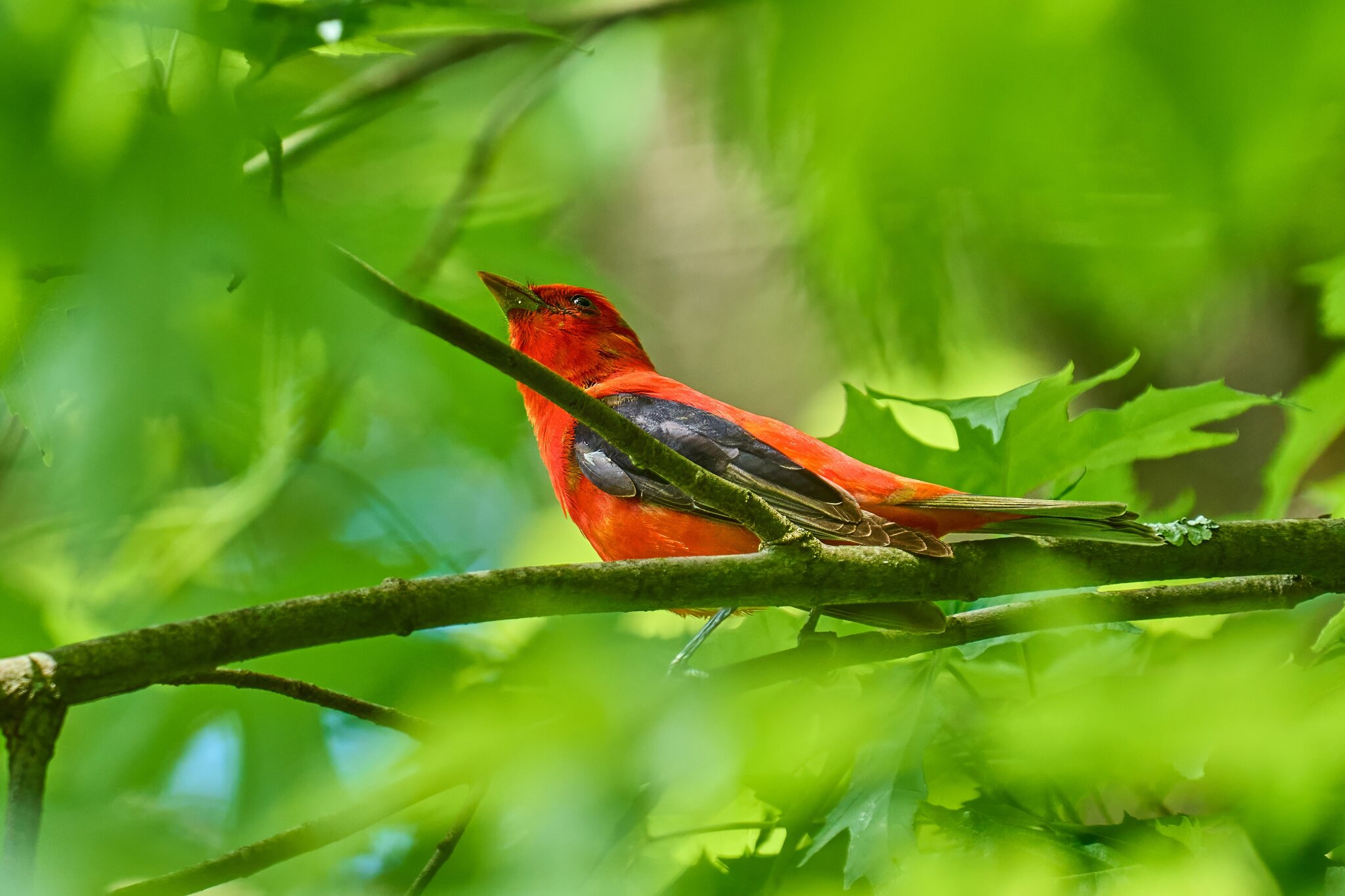 Scarlet Tanager - BCSP TB - 05112024 - 04- DN-2.jpg