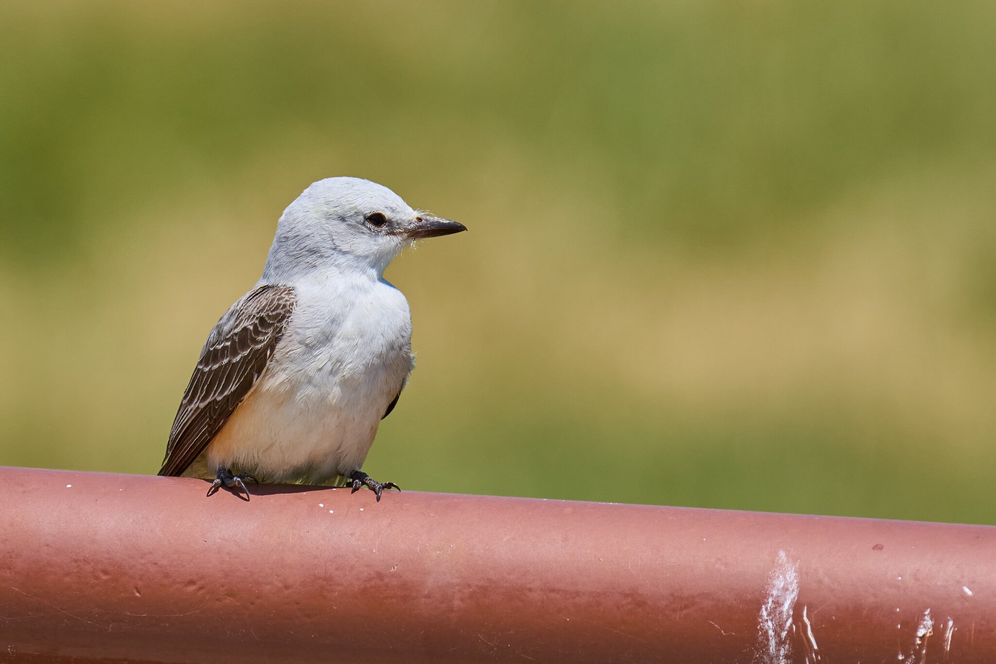 Scissor-Tailed Flycatcher - LLELA Nature Preserve - 05022026 - 01 - rDN.jpg