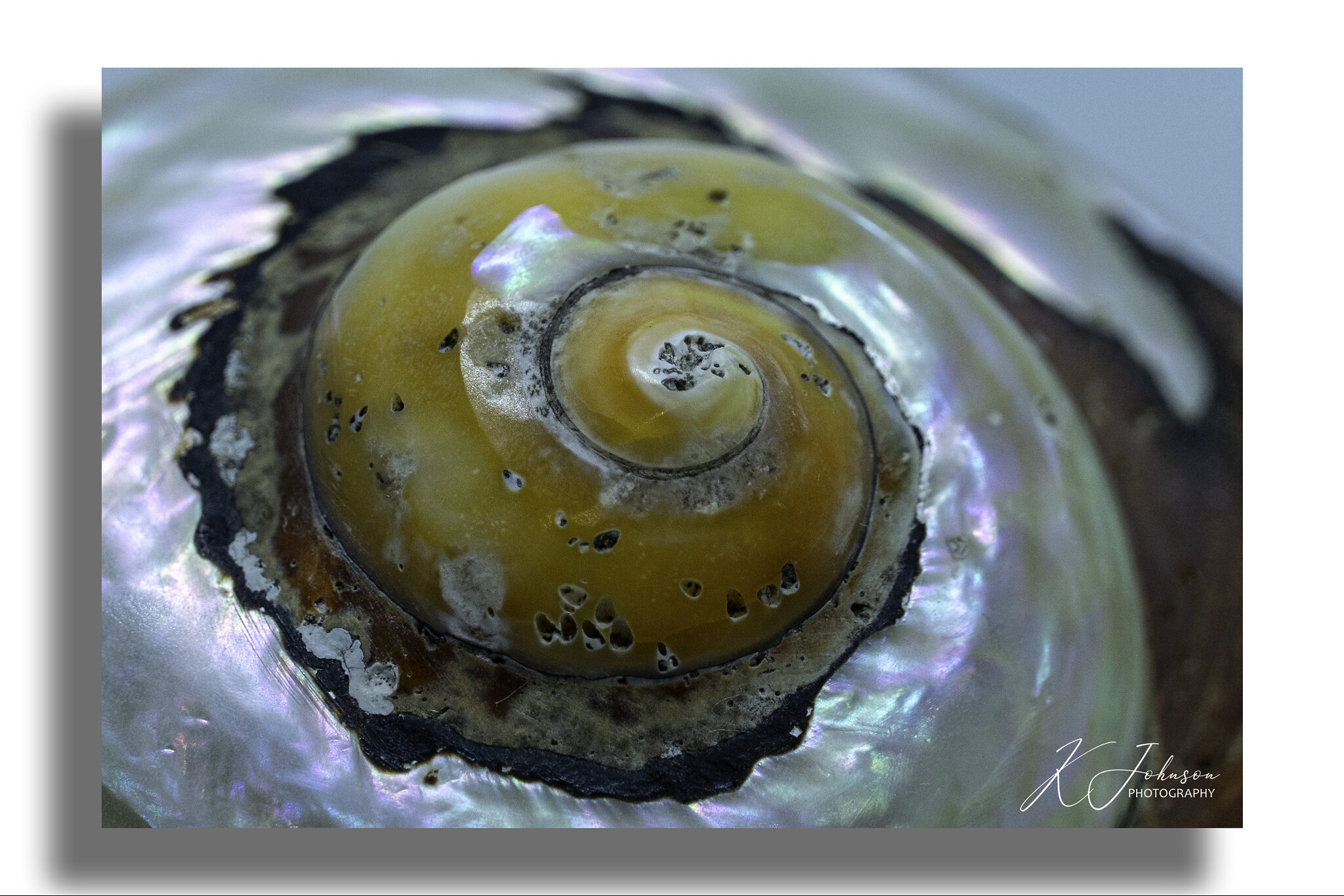 Sea snail shell.jpg