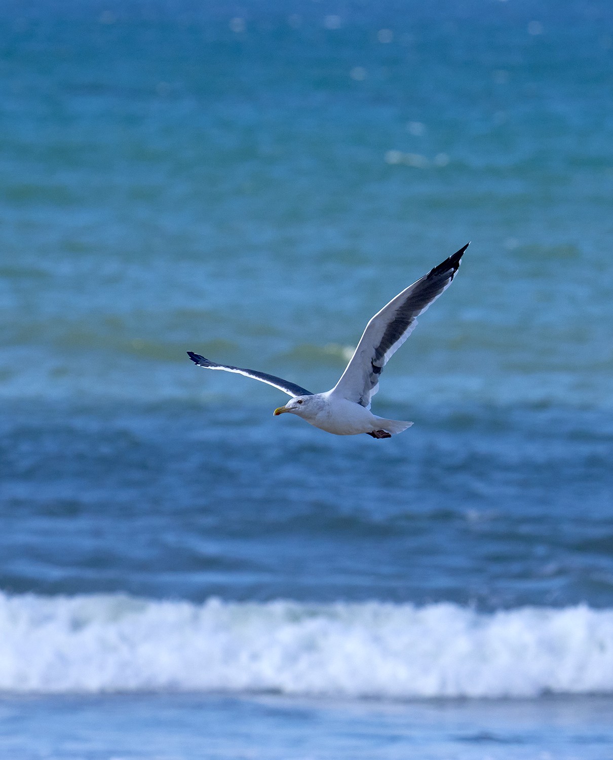 Seagull 6 .jpg