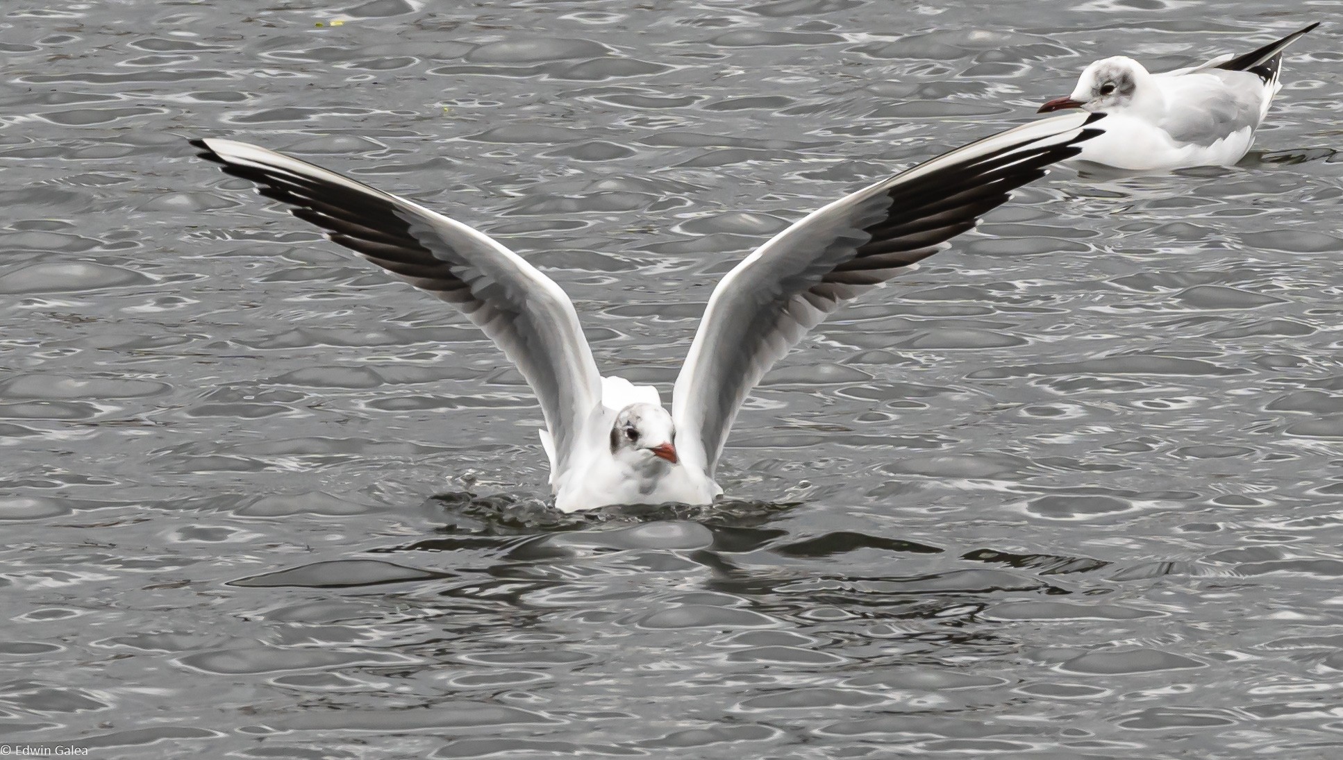 seagull_extendedwings-2.jpg