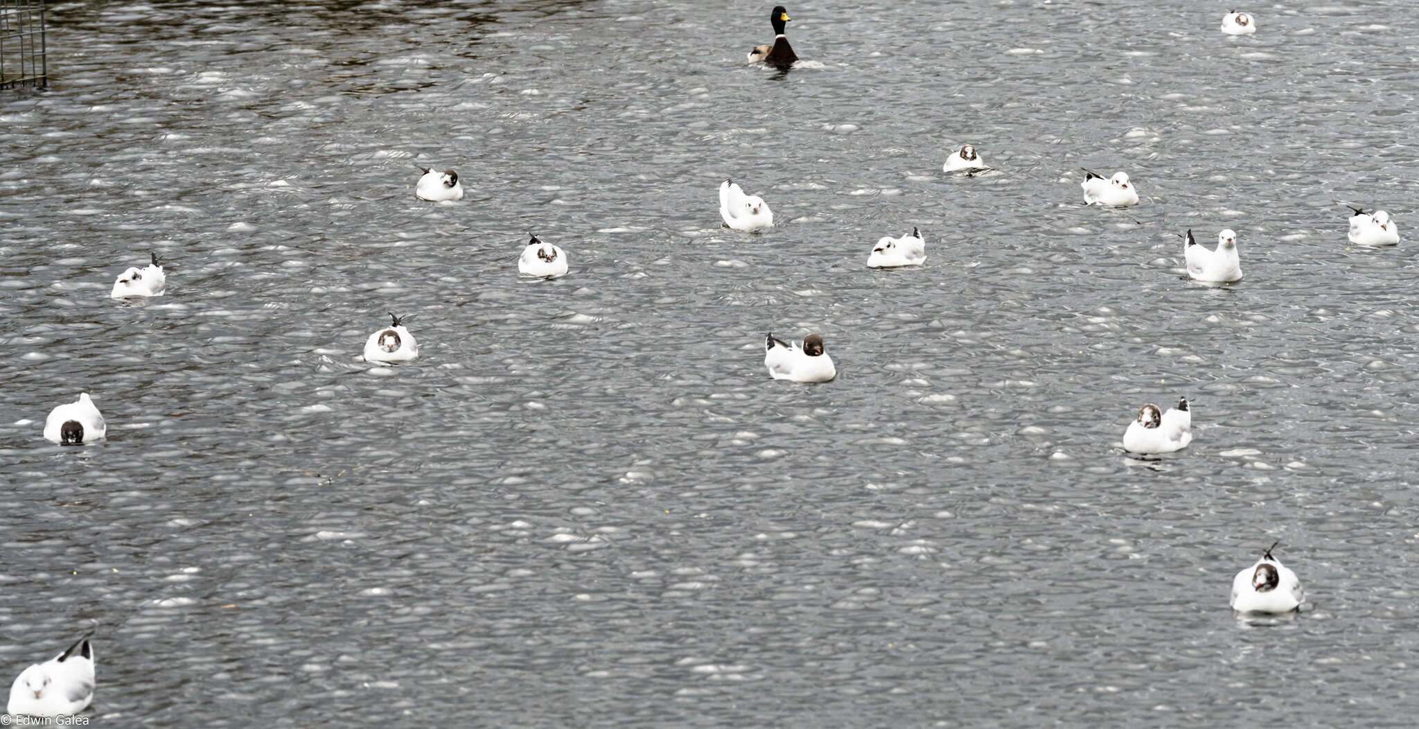 seagull_flotilla-1.jpg