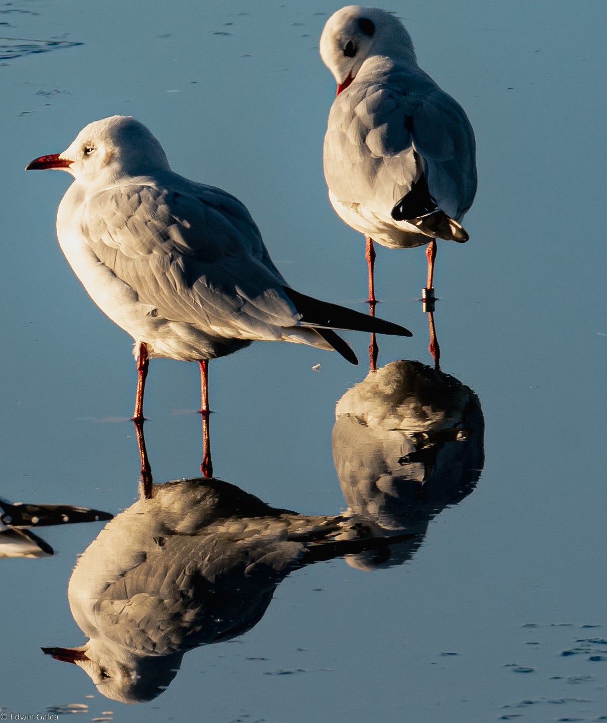 seagull_reflection-1.jpg