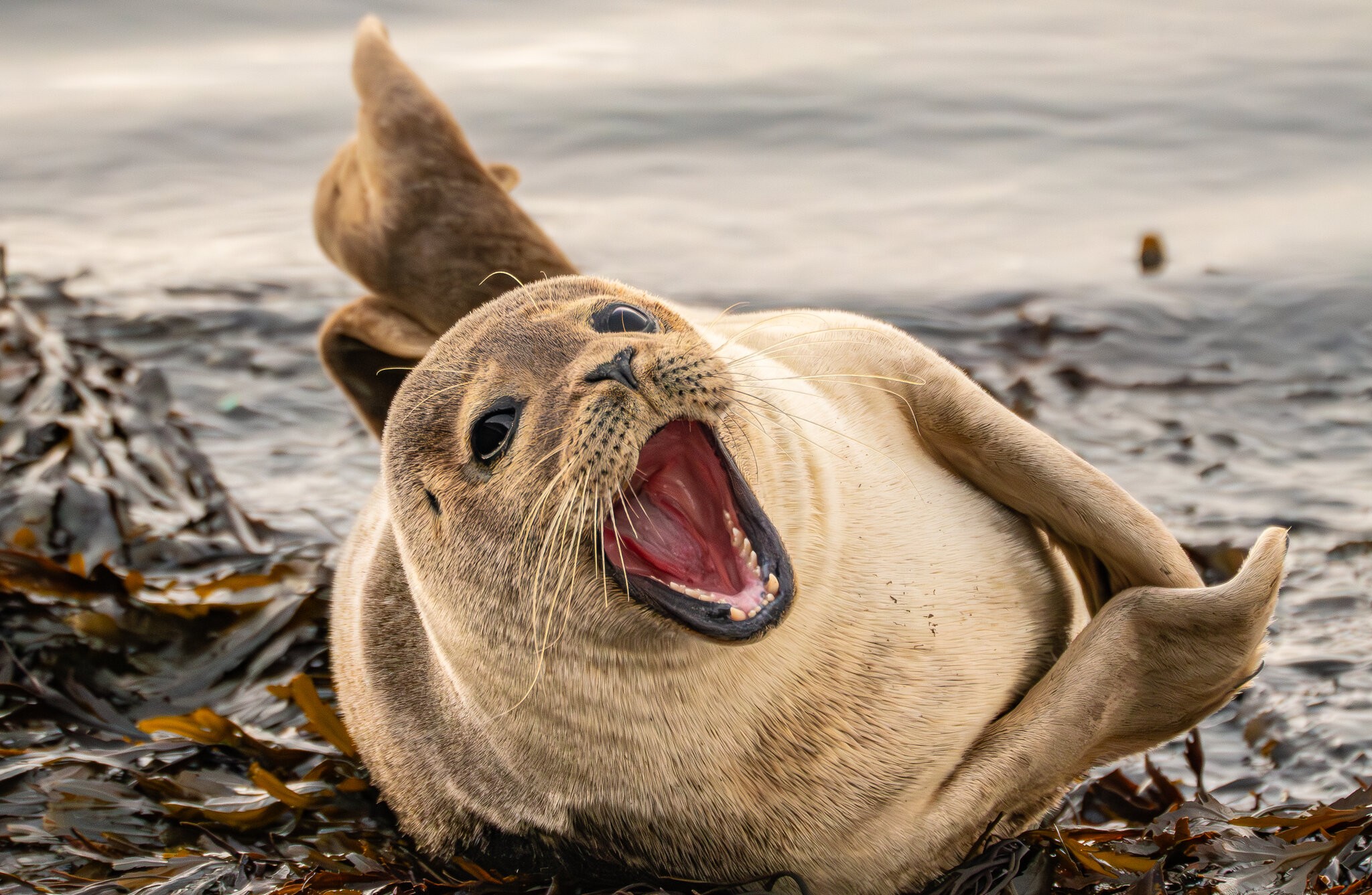 Seal.jpg