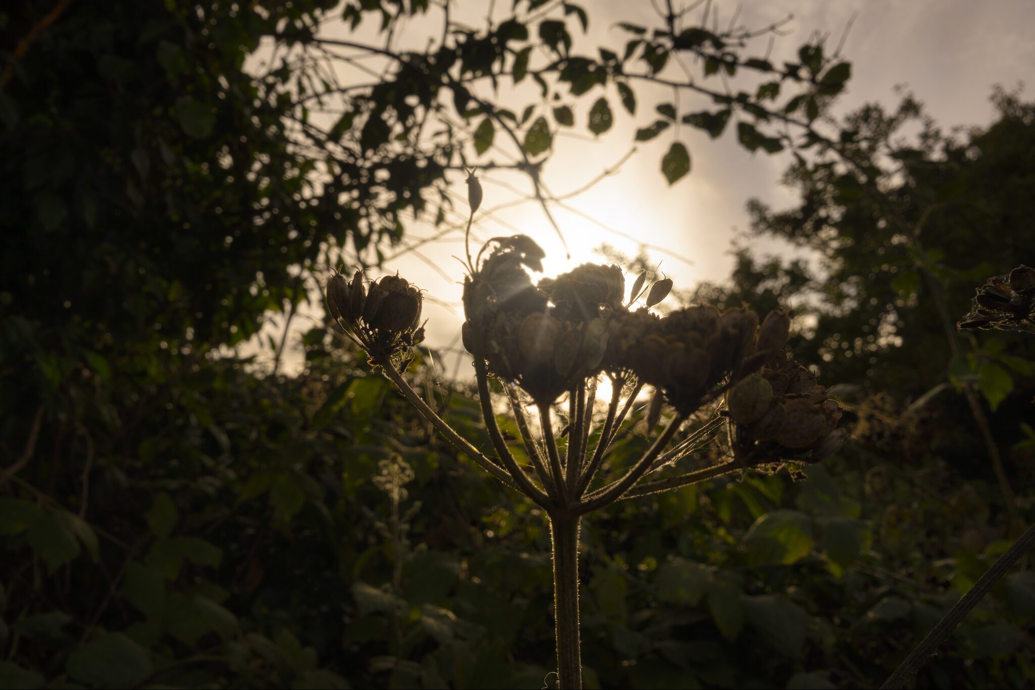 Seed Head Sun Rays_sm.jpg