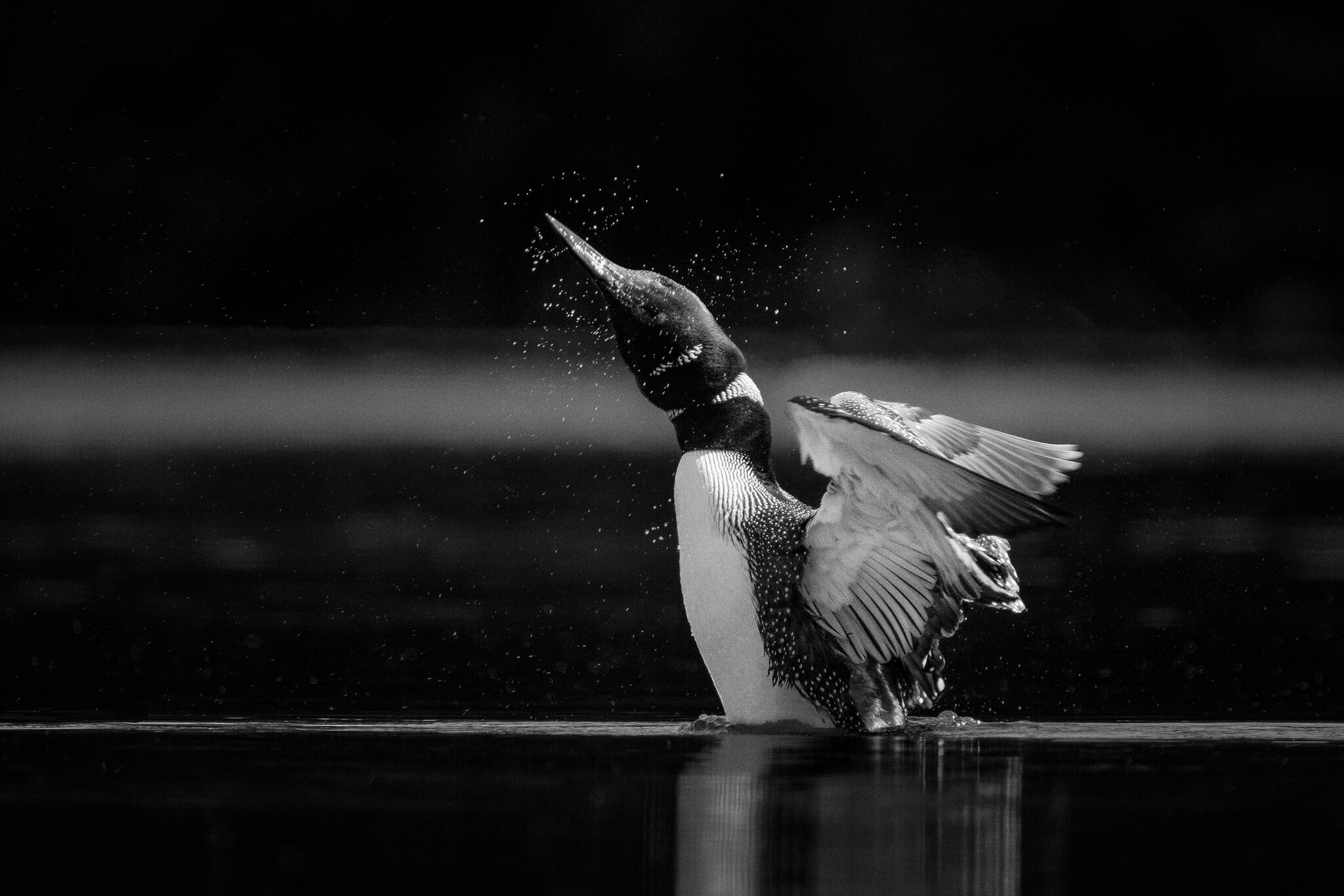 Shake it Off.jpg