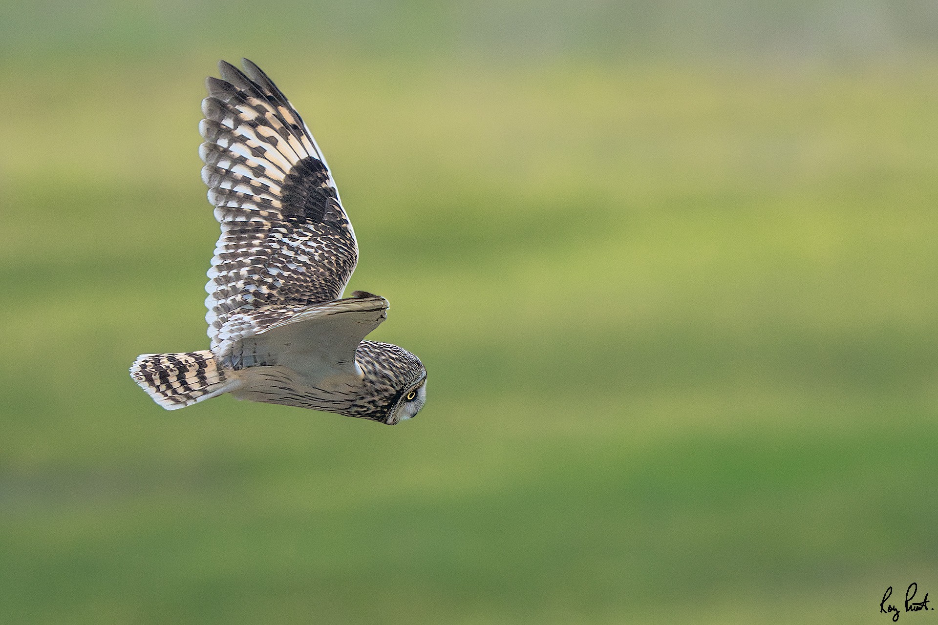 Short-eared-Owl-27977.jpg
