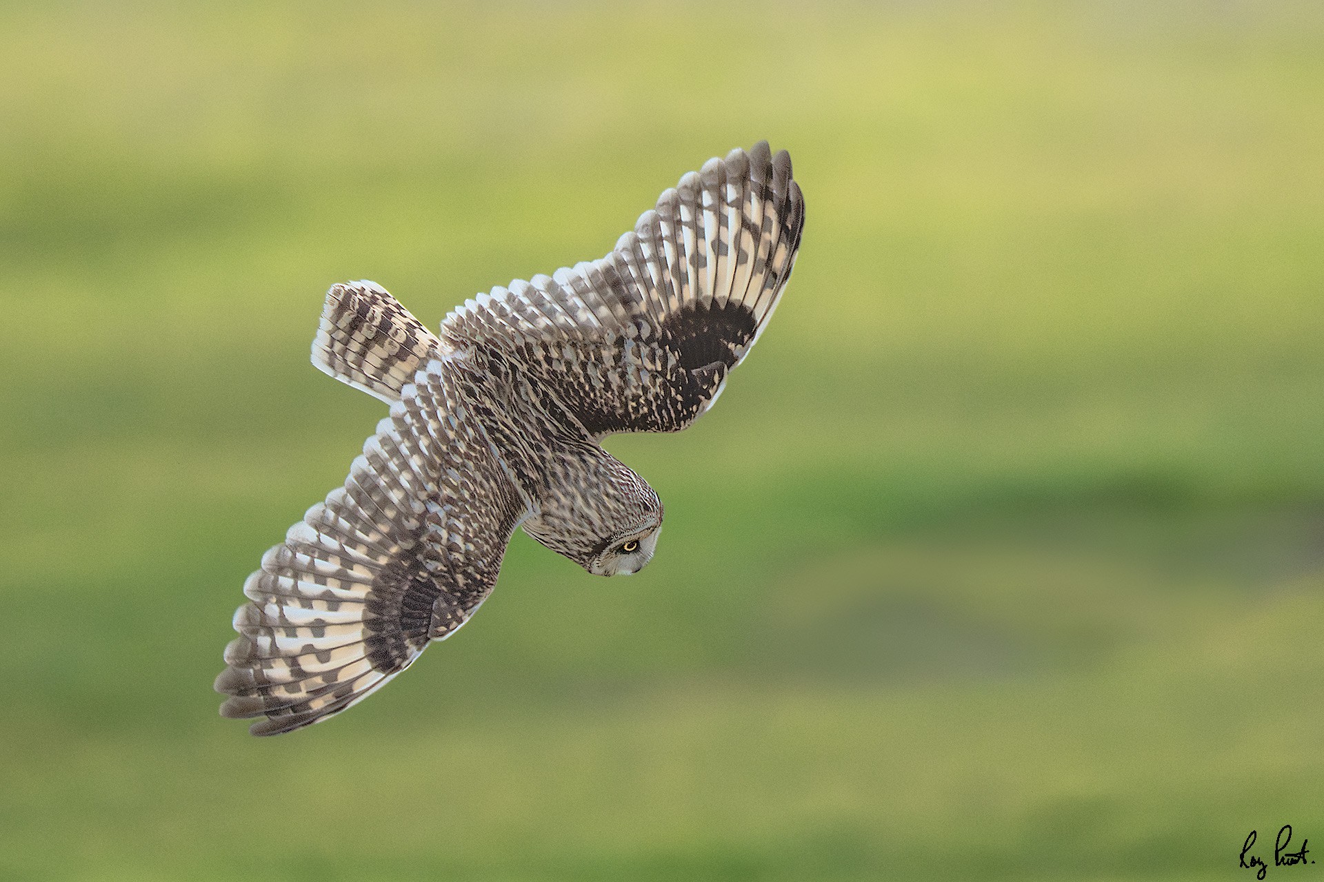 Short-eared-Owl-27979.jpg