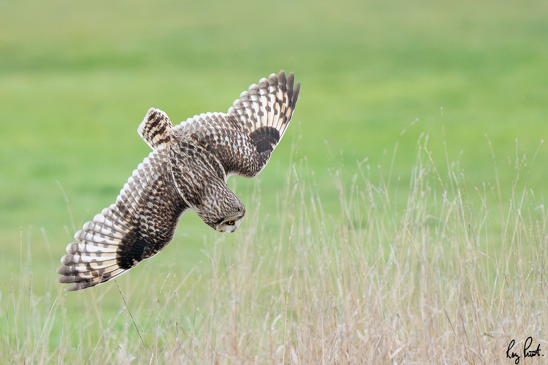 Short-eared-Owl-27984.jpg