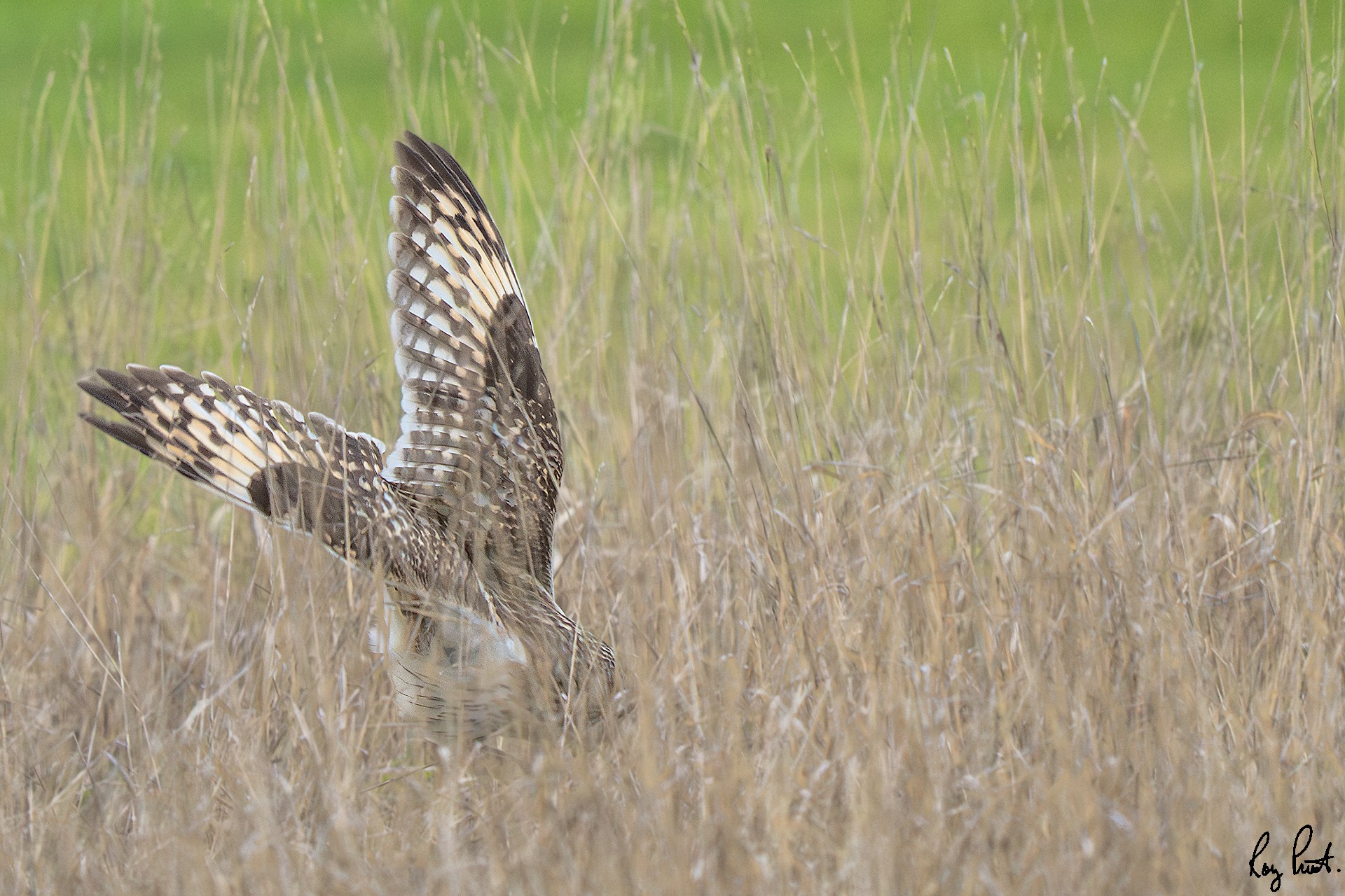 Short-eared-Owl-27985.jpg