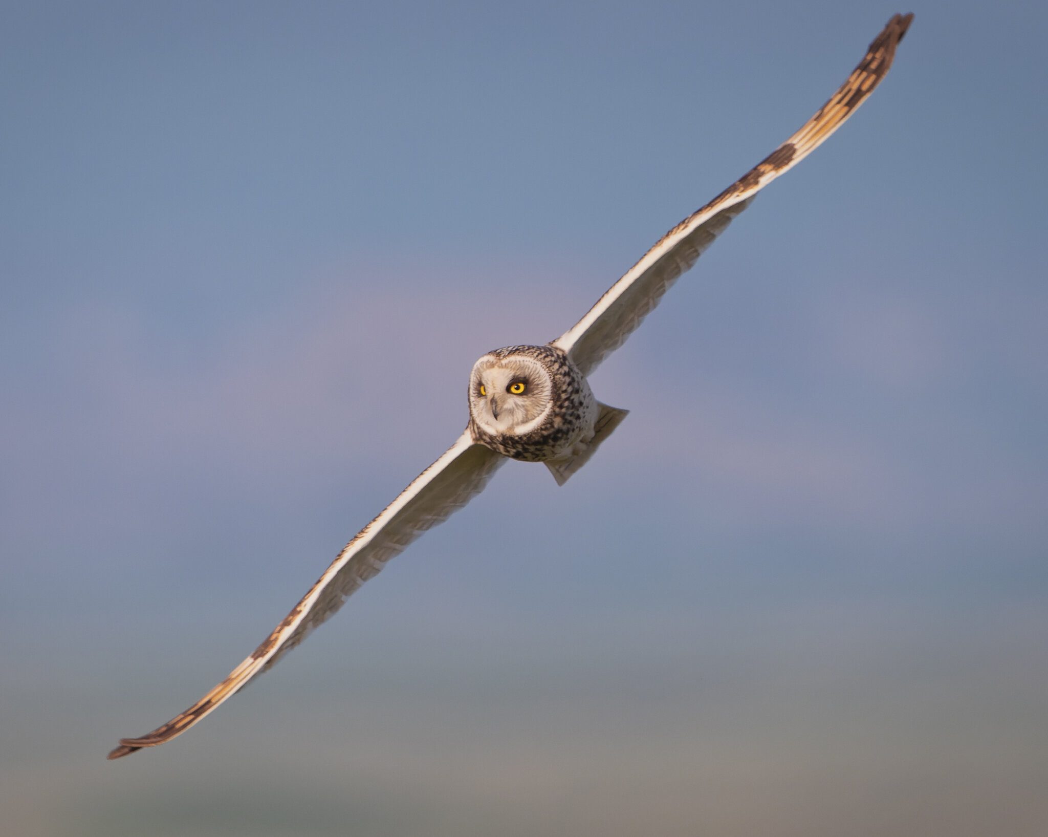 Short Eared Owl Asio Flammeus (1).jpg