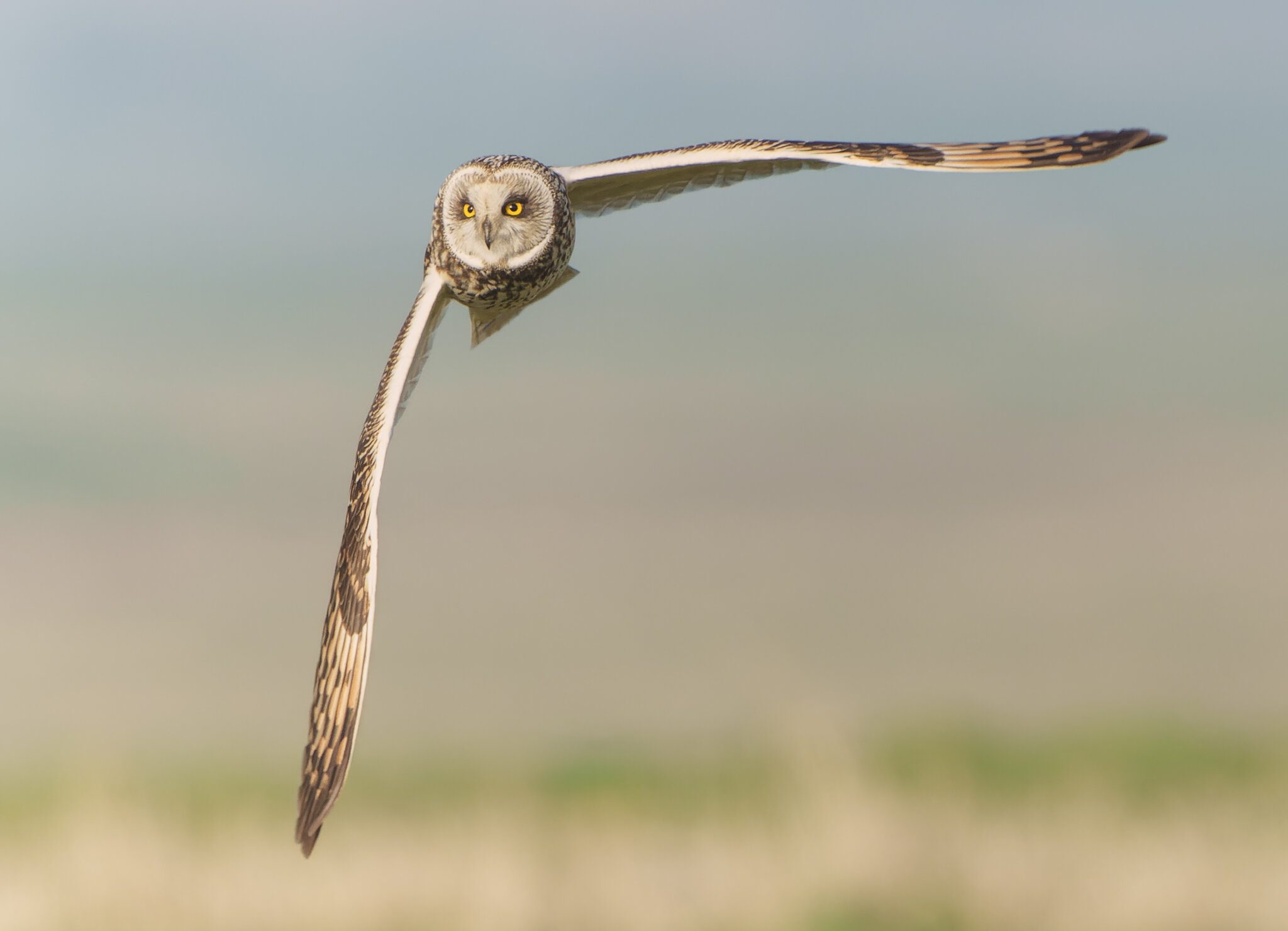 Short Eared Owl Asio Flammeus (2).jpg