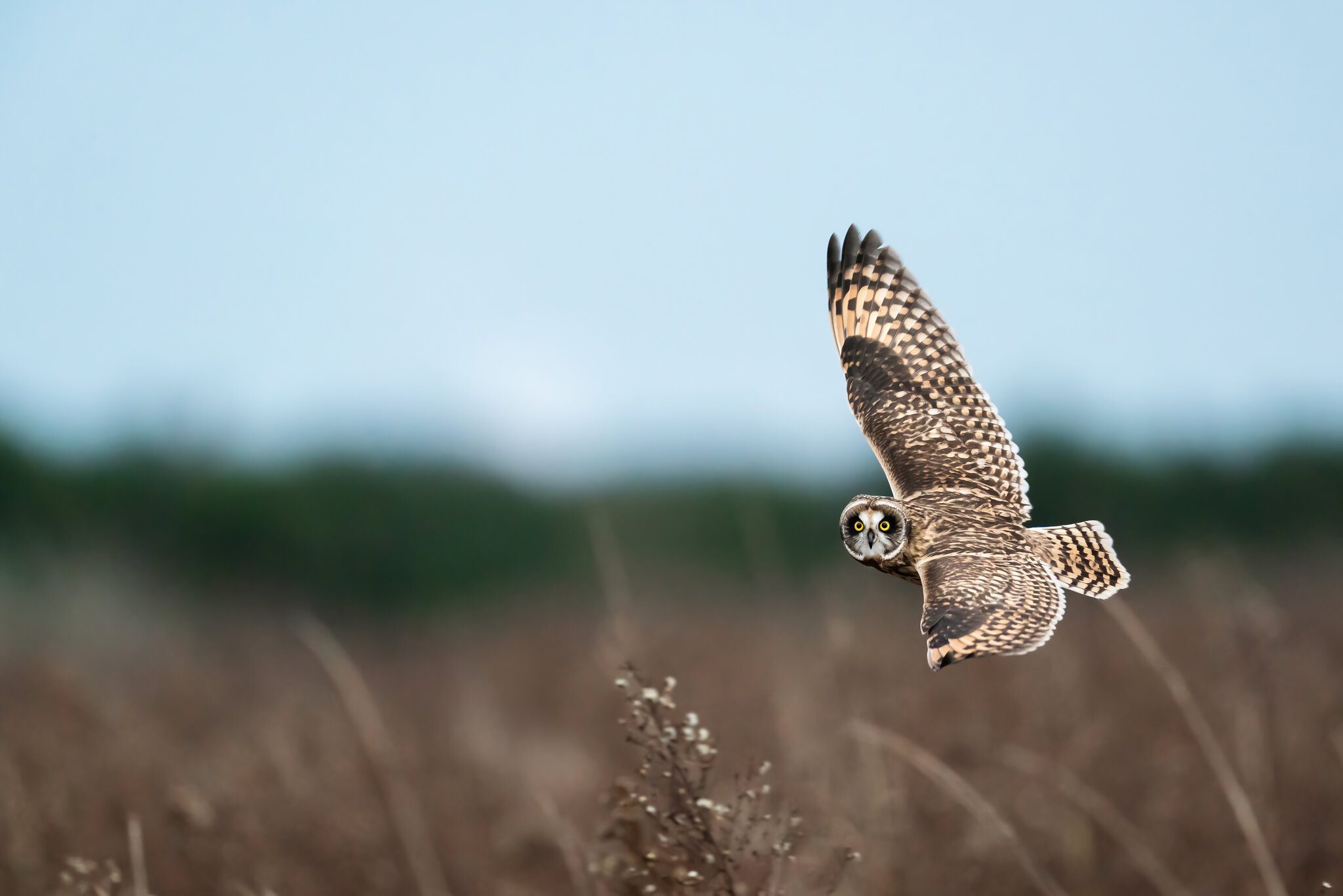 Short-eared owl in flight