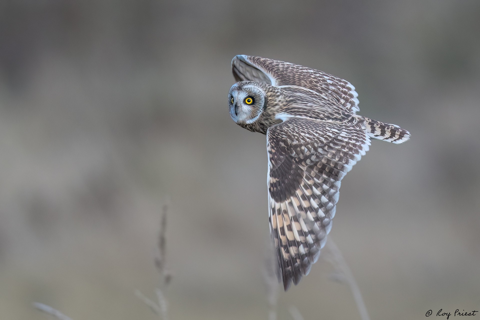 Short-eared-Owl_RP18100-Edit.jpg
