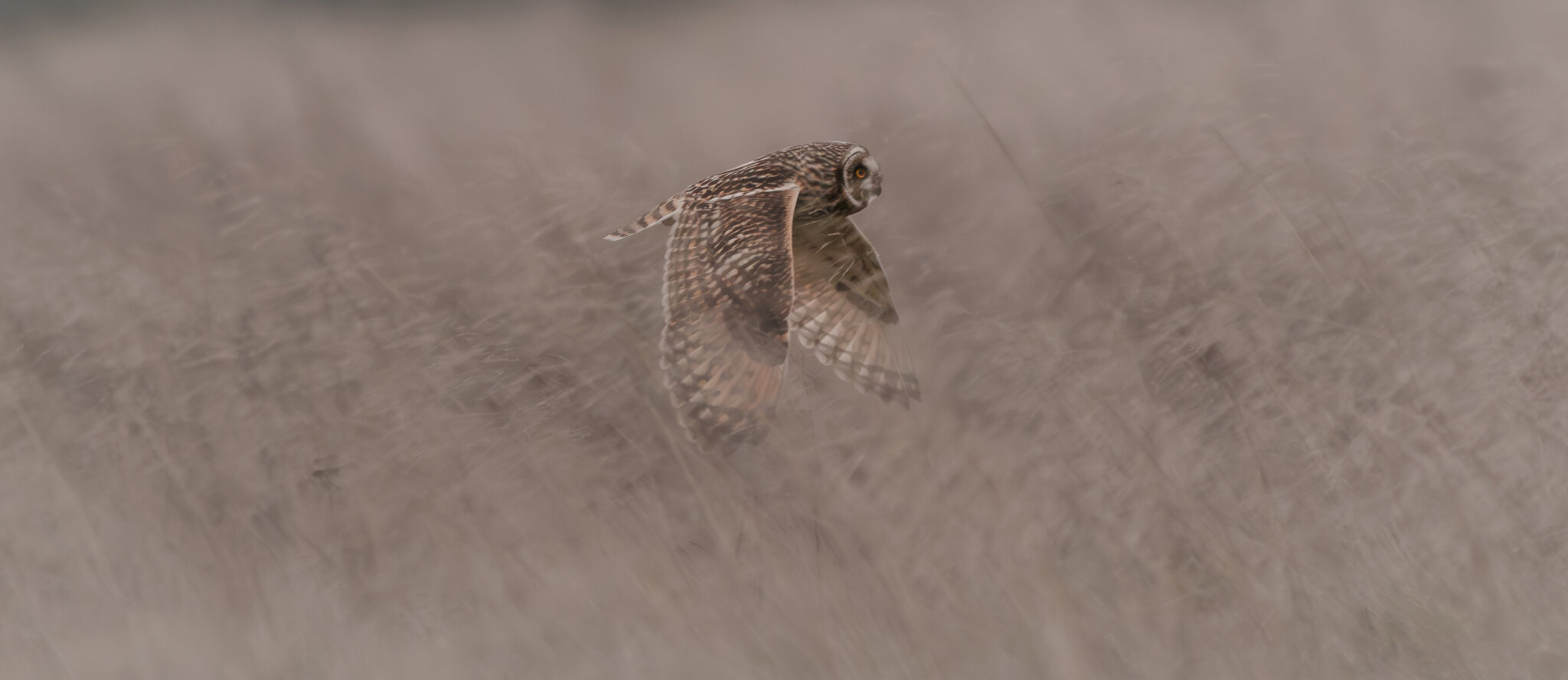 Short Eared Owls  (17 of 18).jpg