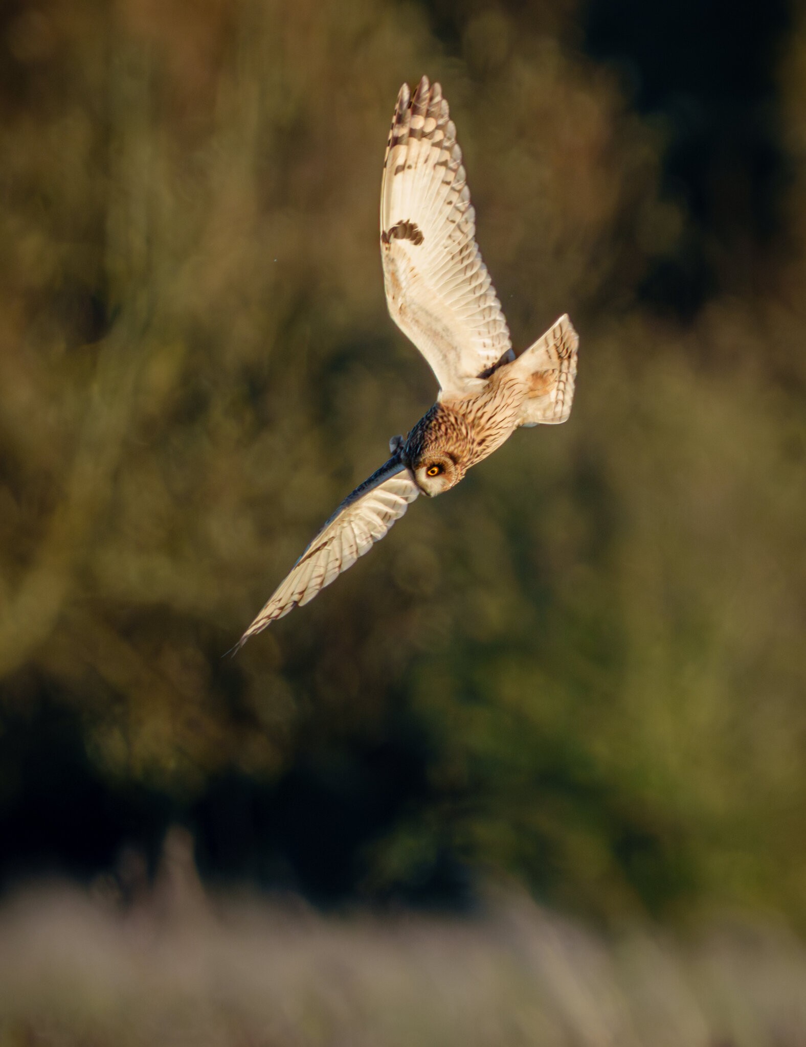 Short Eared Owls-9.jpg