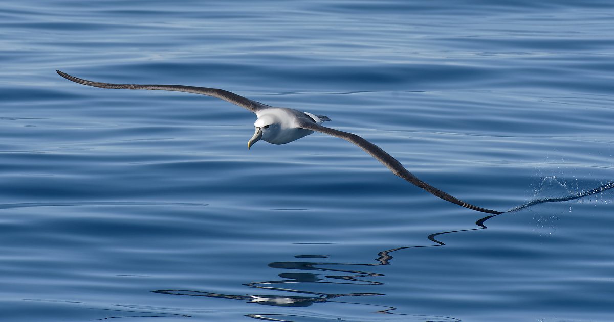 Shy Albatross water slicing Pt Fairy.jpg