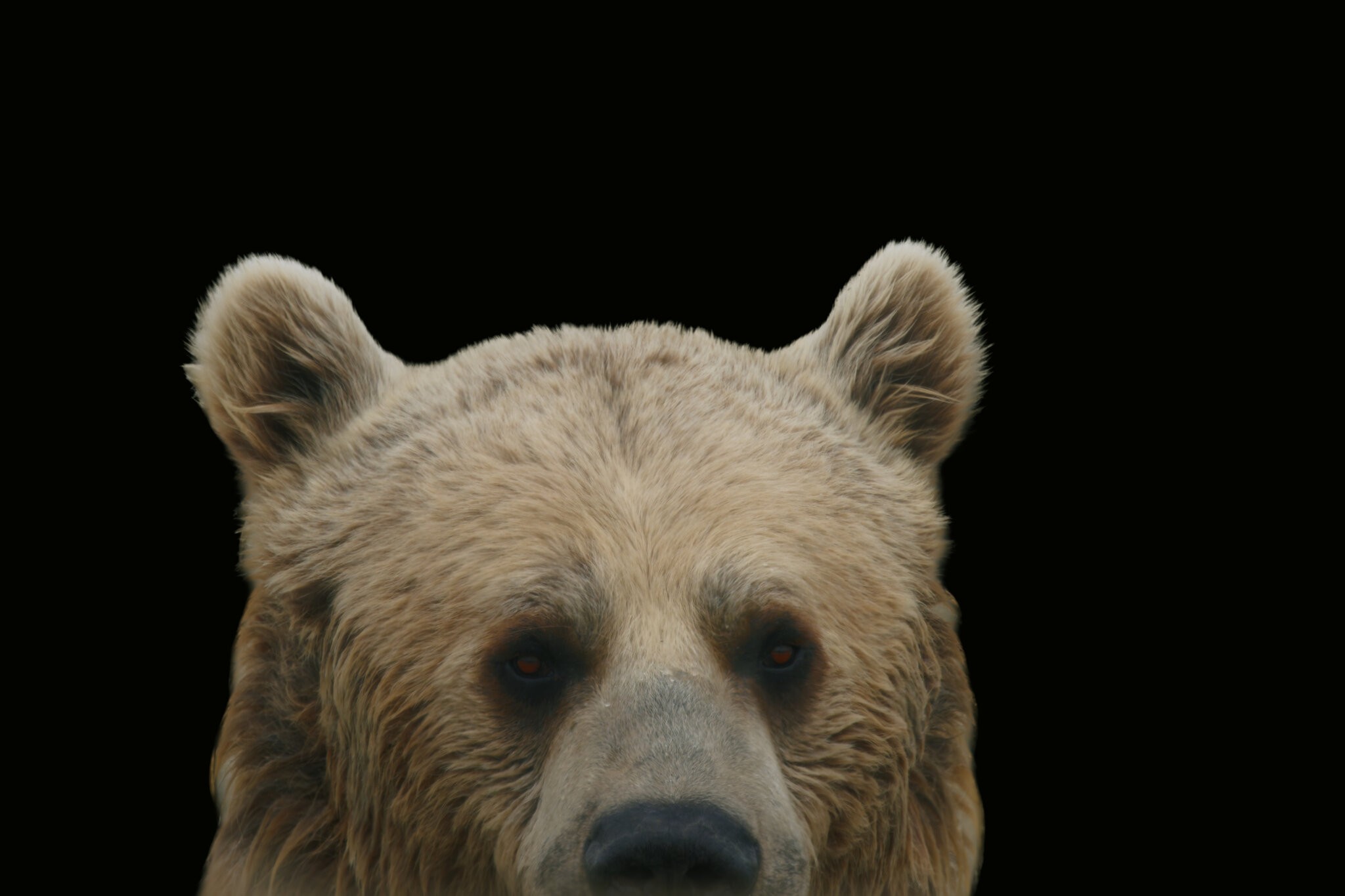 Shy Bear