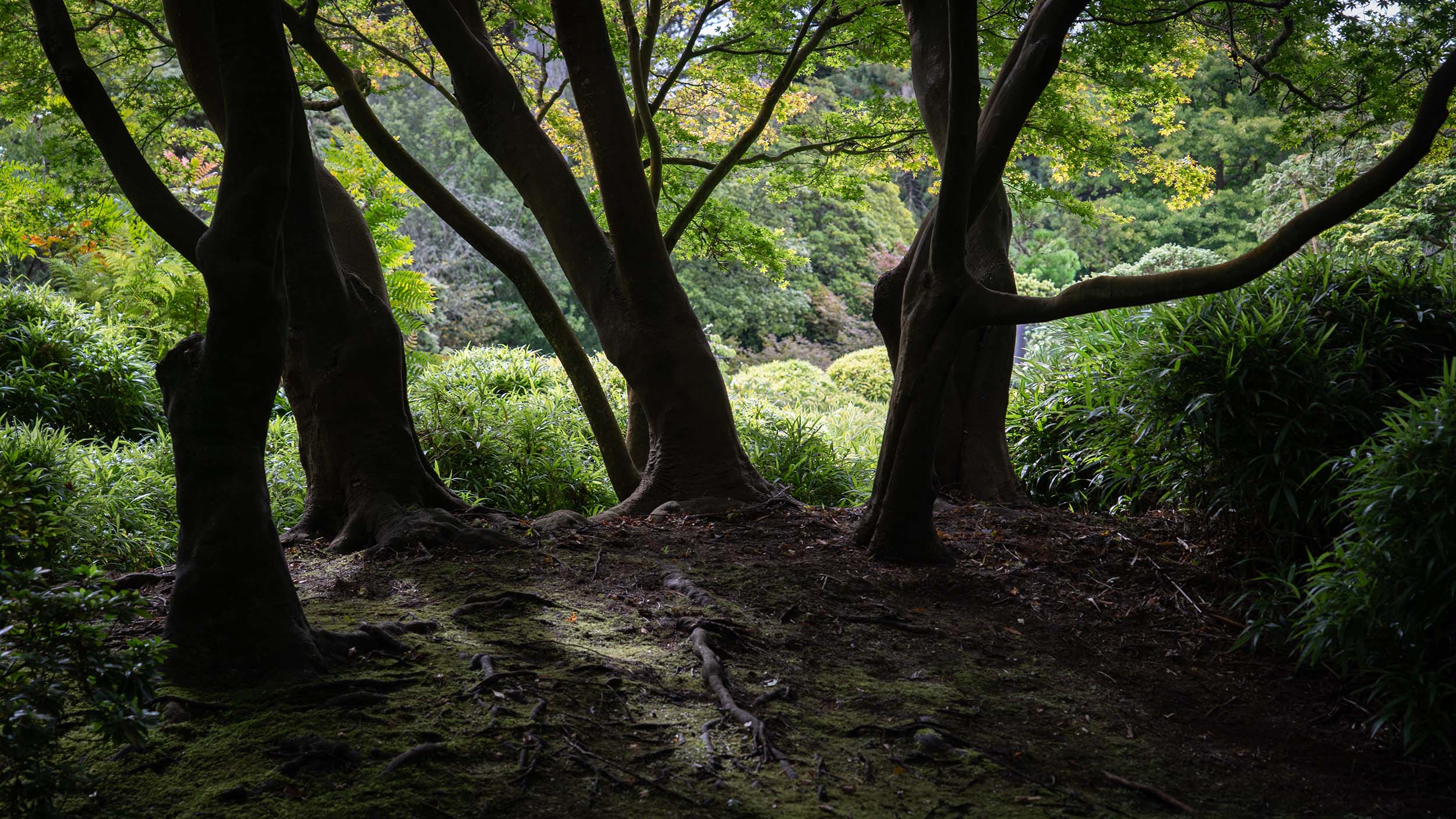 silhouetted Trees