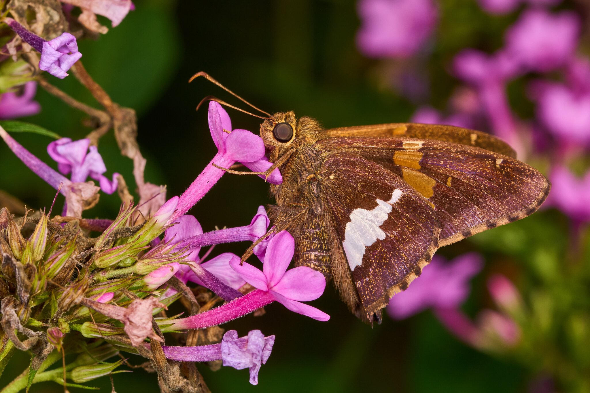 Silver-Spotted Skipper - Ashland - 08172025 - 02 - DN.jpg