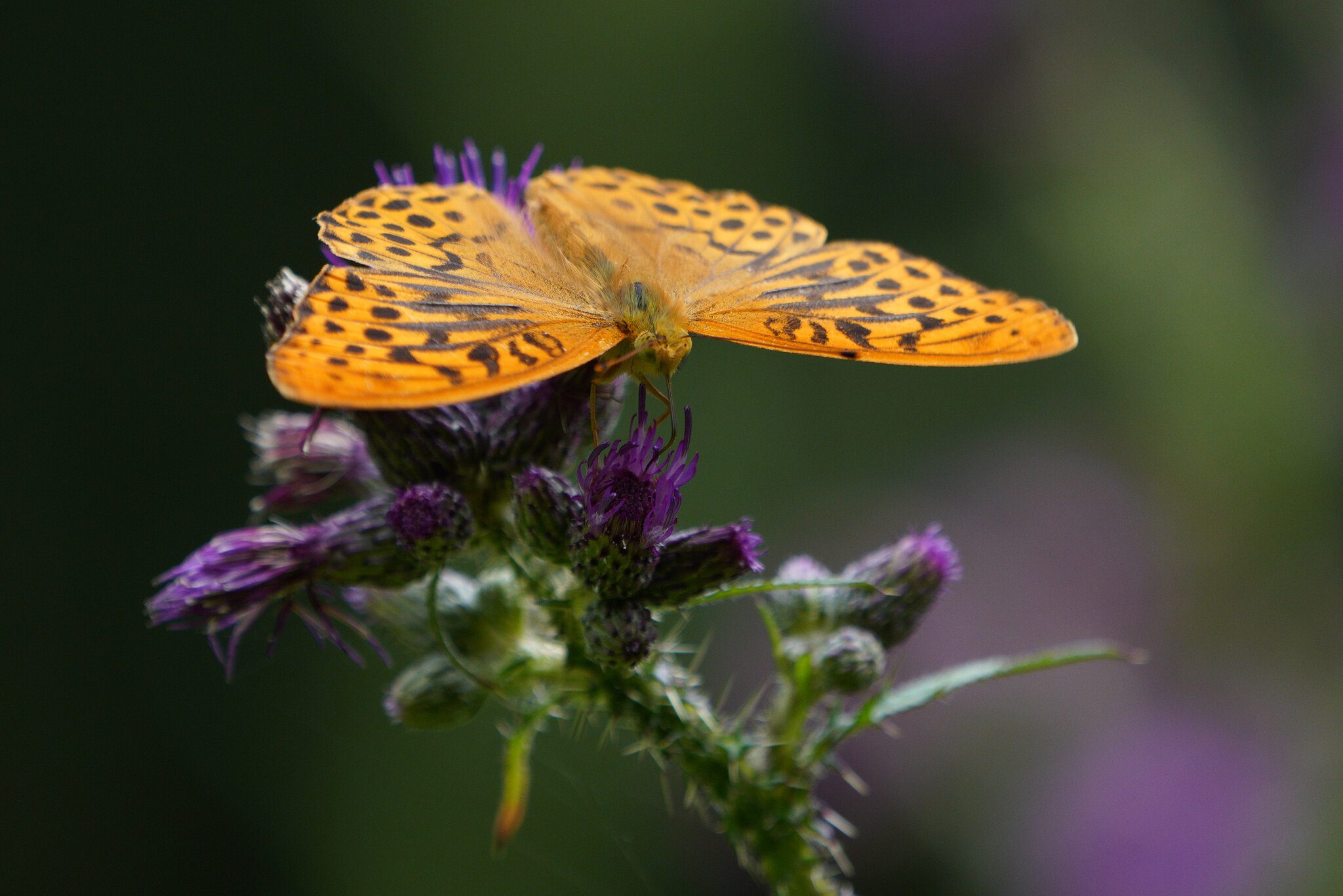 silver-washed-fritillary-1.jpg