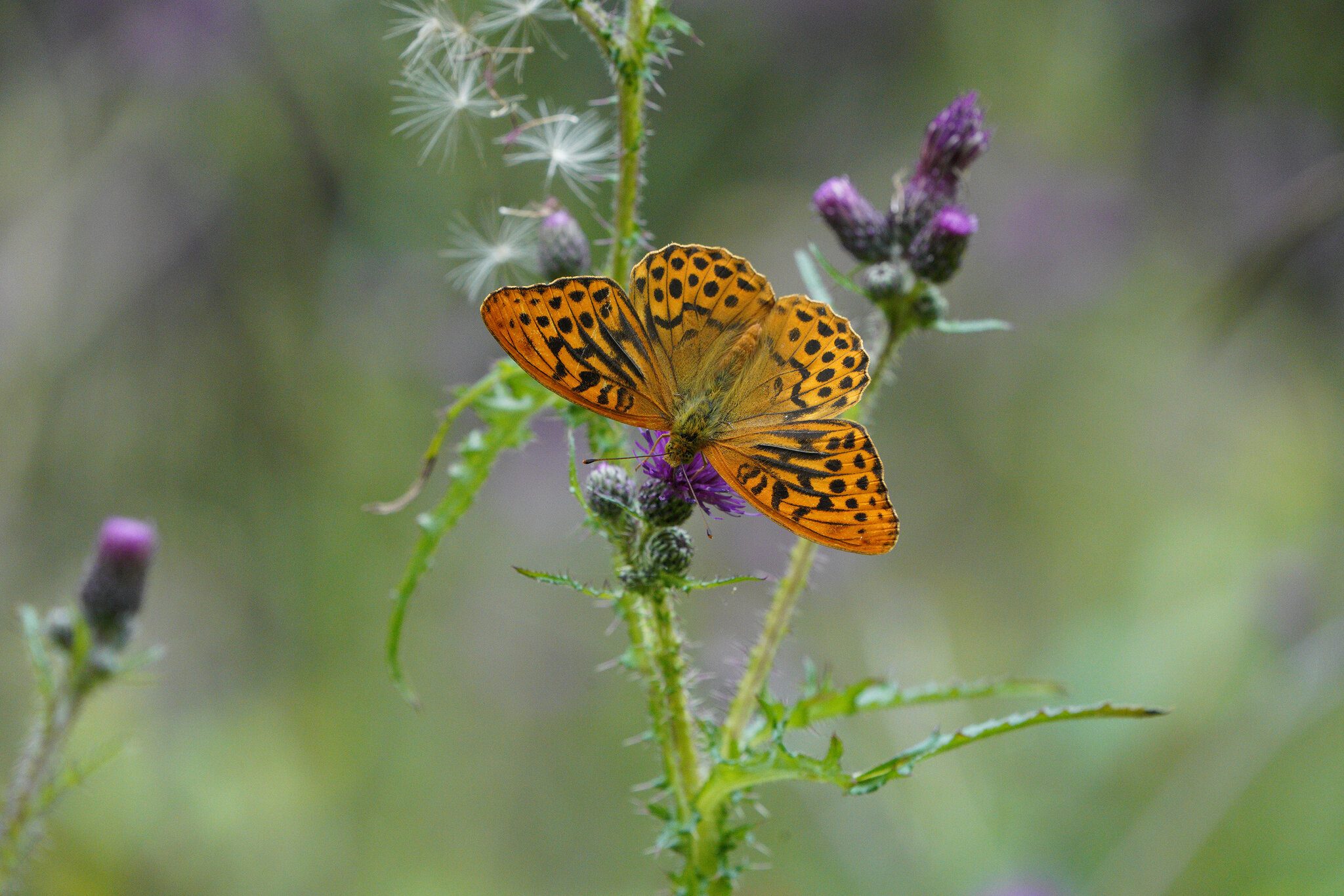 silver-washed-fritillary-2.jpg