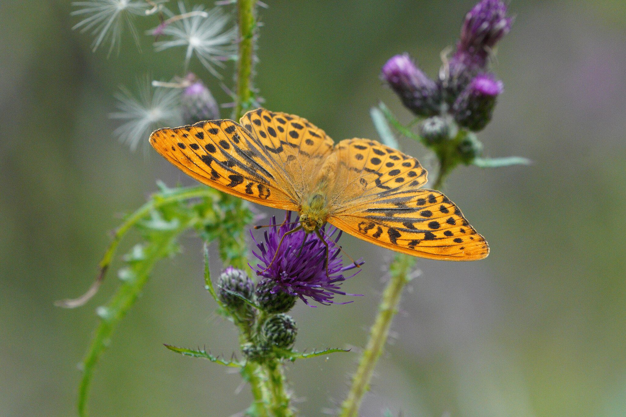 silver-washed-fritillary-3.jpg