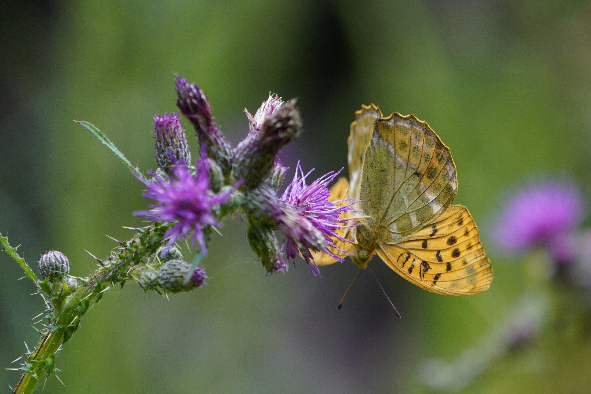 silver-washed-fritillary-4.jpg