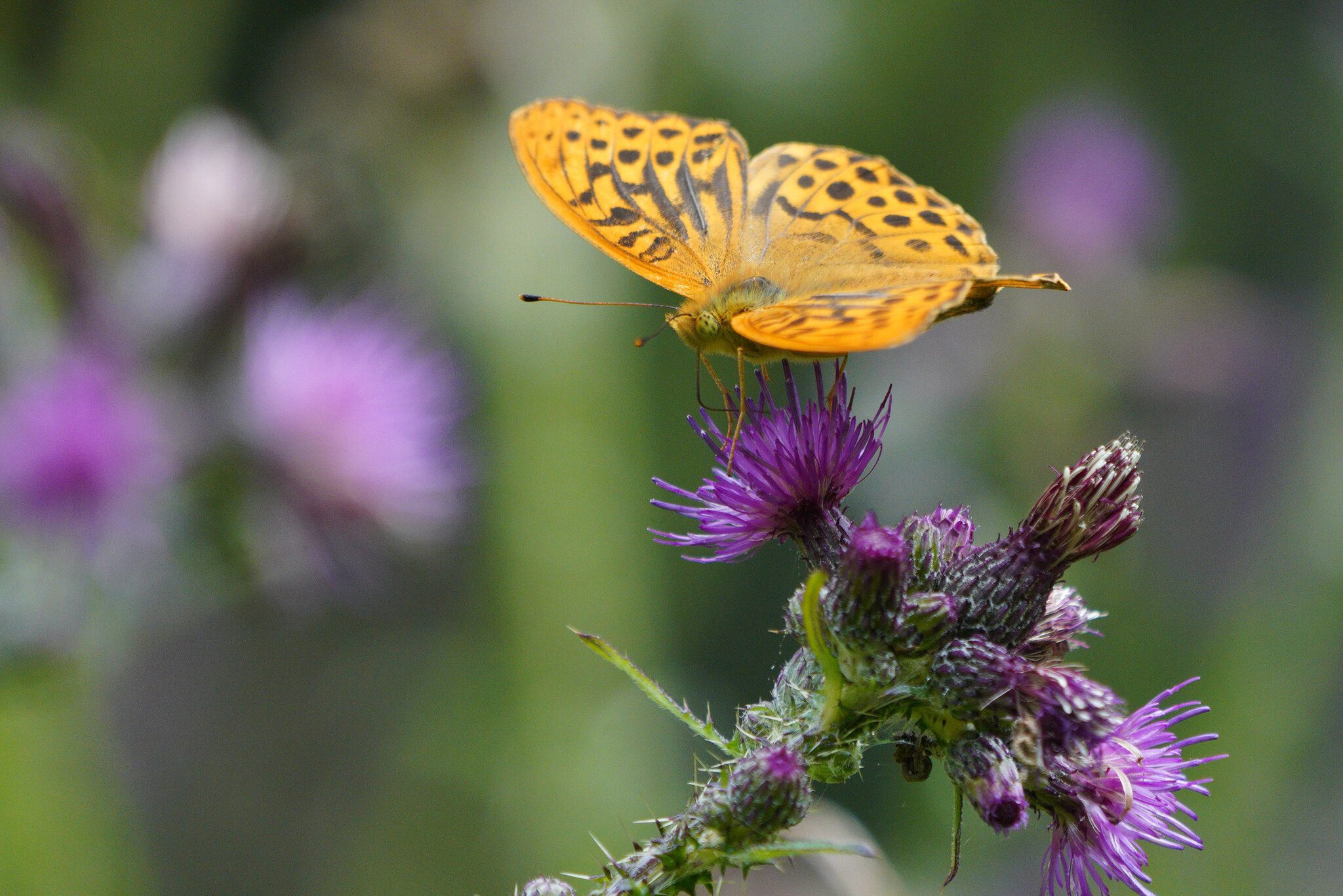 silver-washed-fritillary-5.jpg