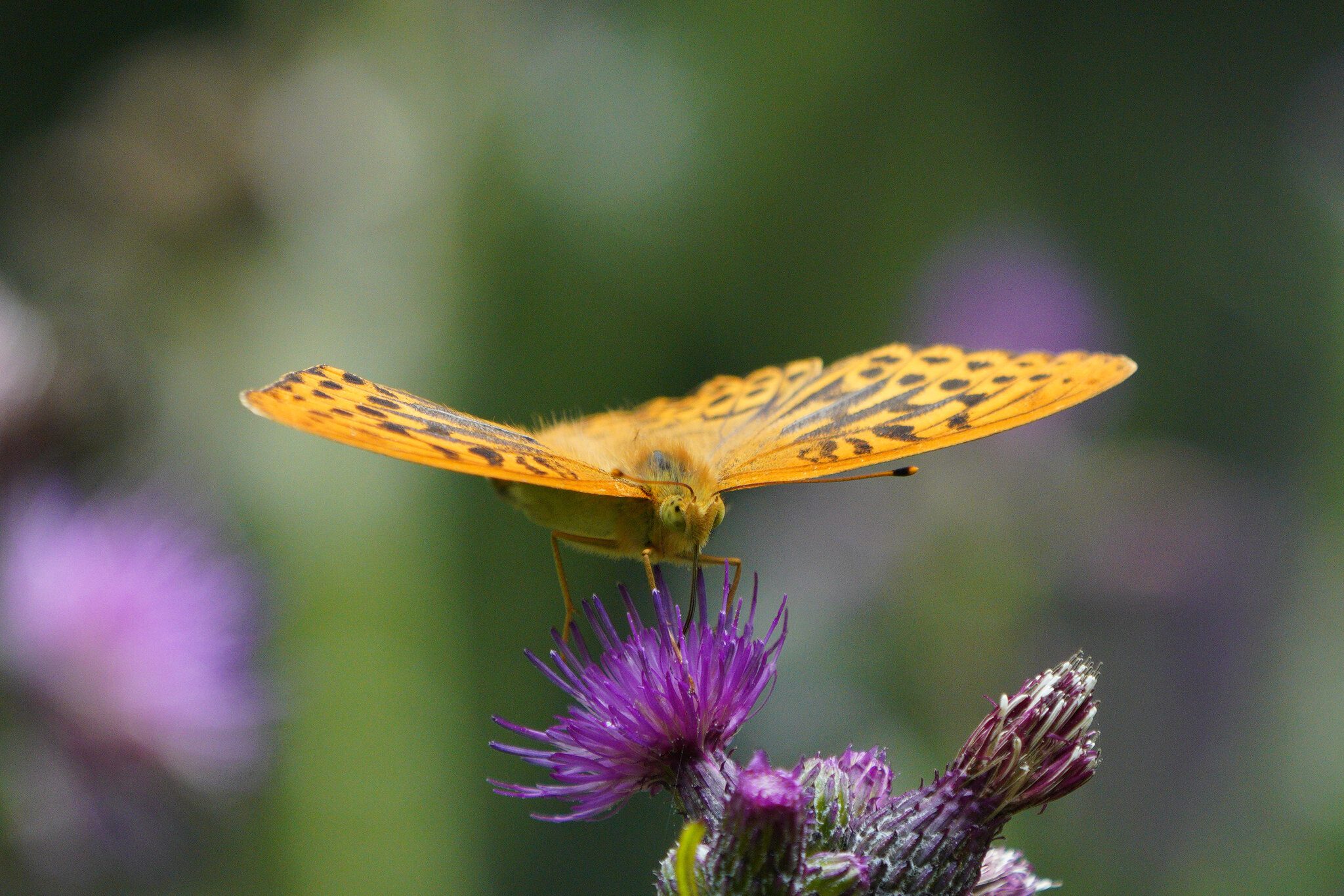 silver-washed-fritillary-6.jpg