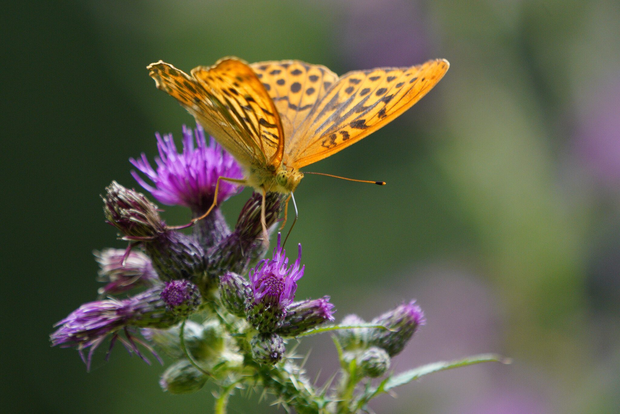 silver-washed-fritillary-7.jpg