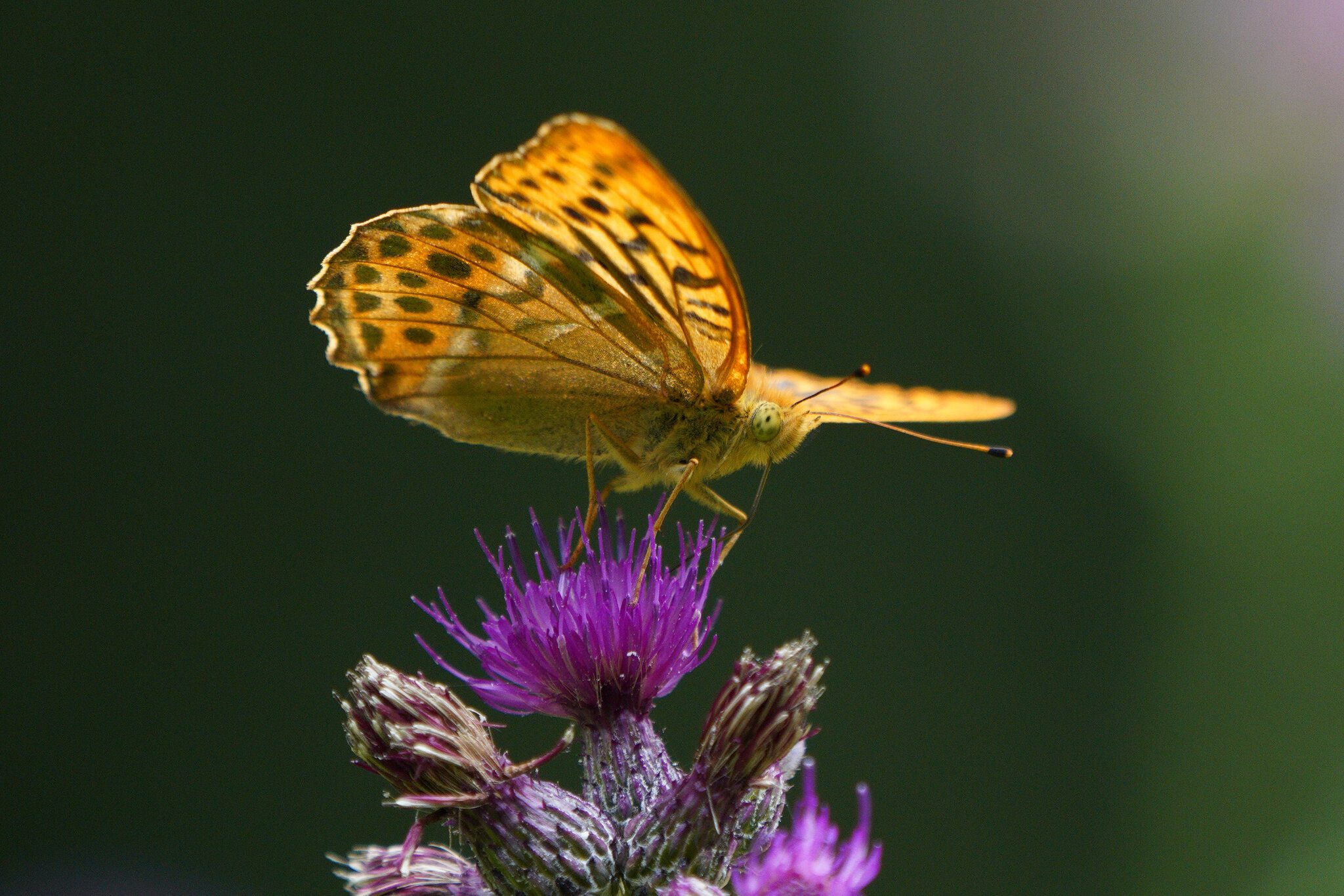 silver-washed-fritillary-8.jpg