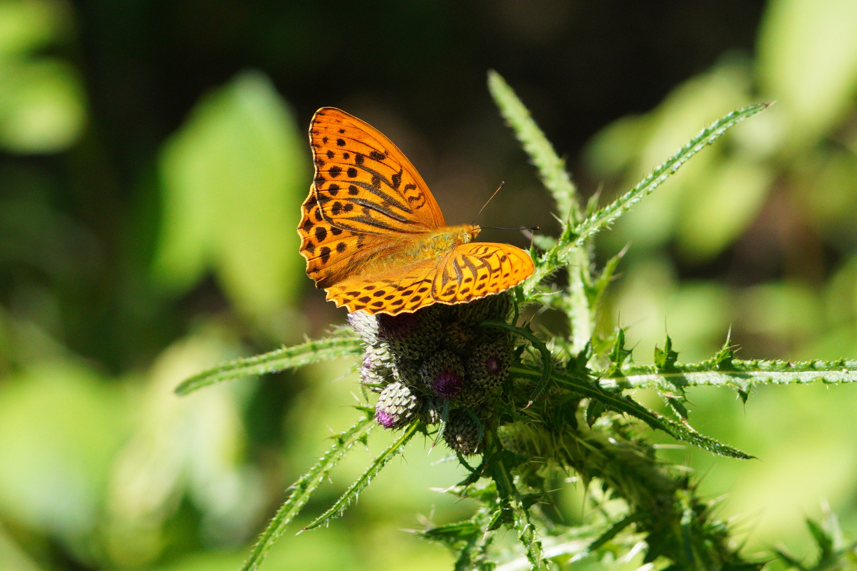 Silver-washed Fritillary