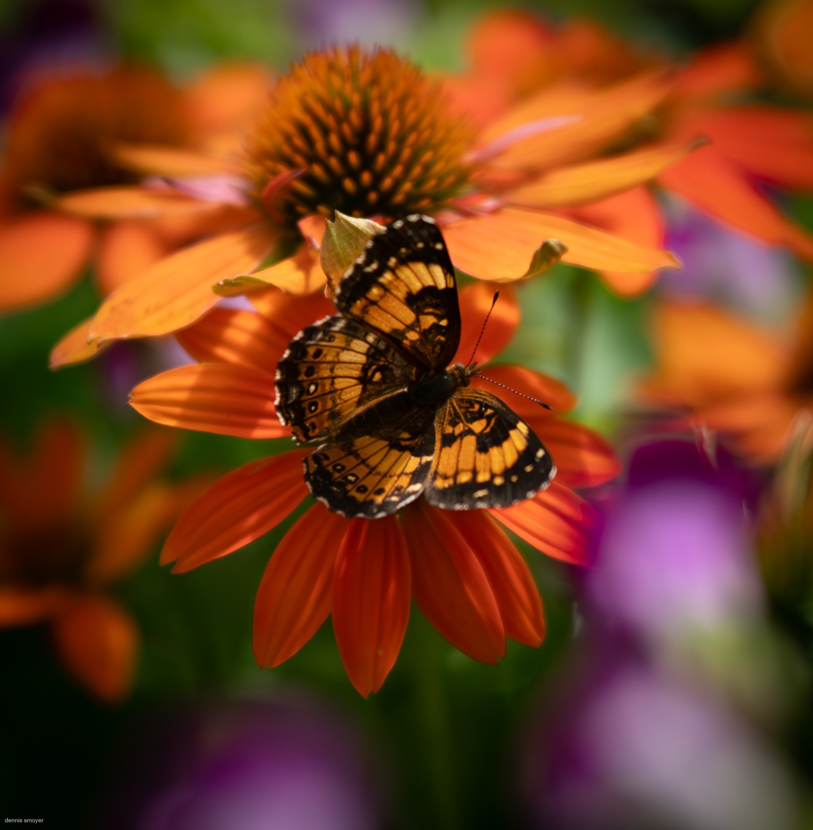 Silvery Checkerspot (Chlosyne nycteis)