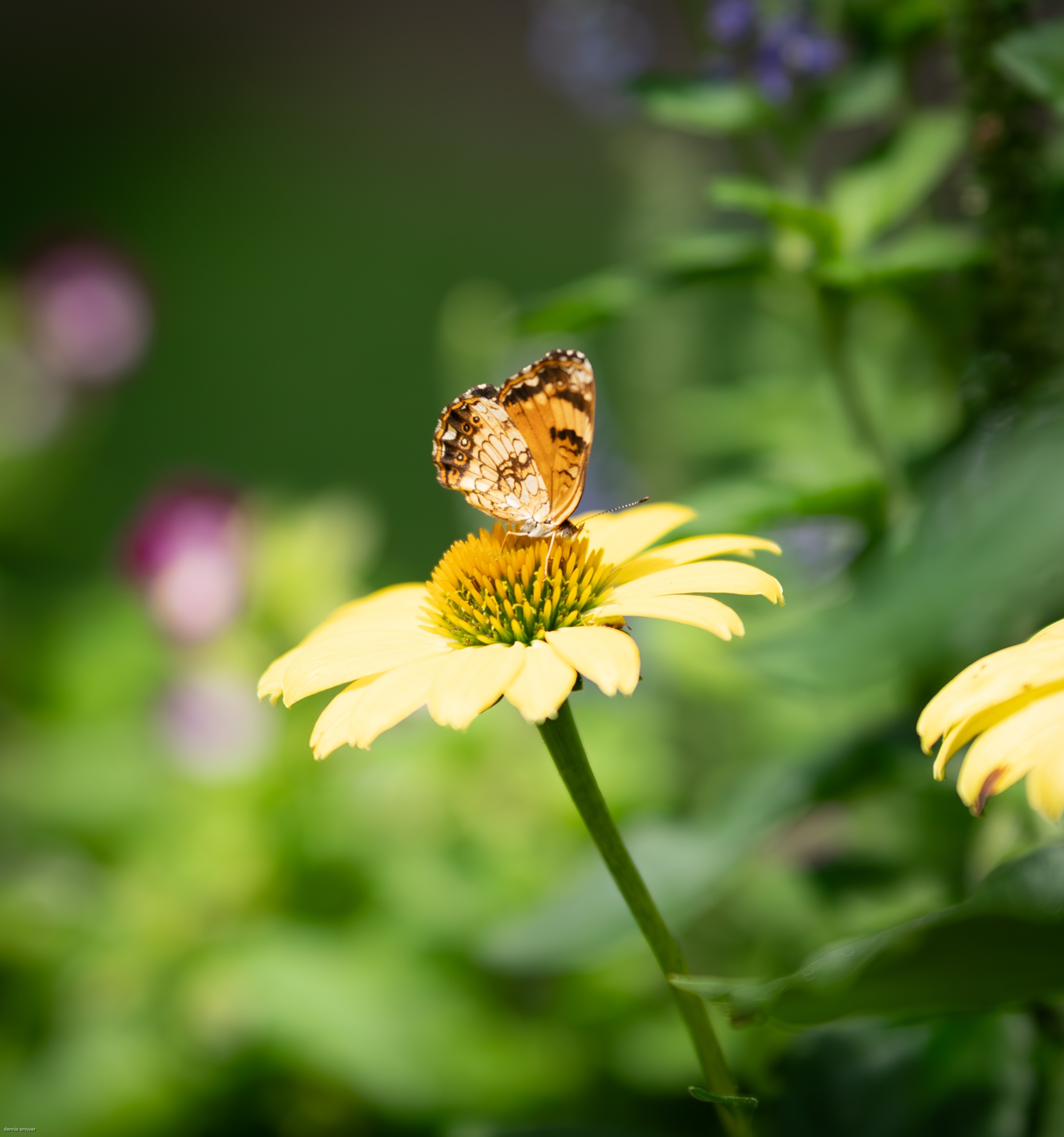 Silvery Checkerspot (Chlosyne nycteis)